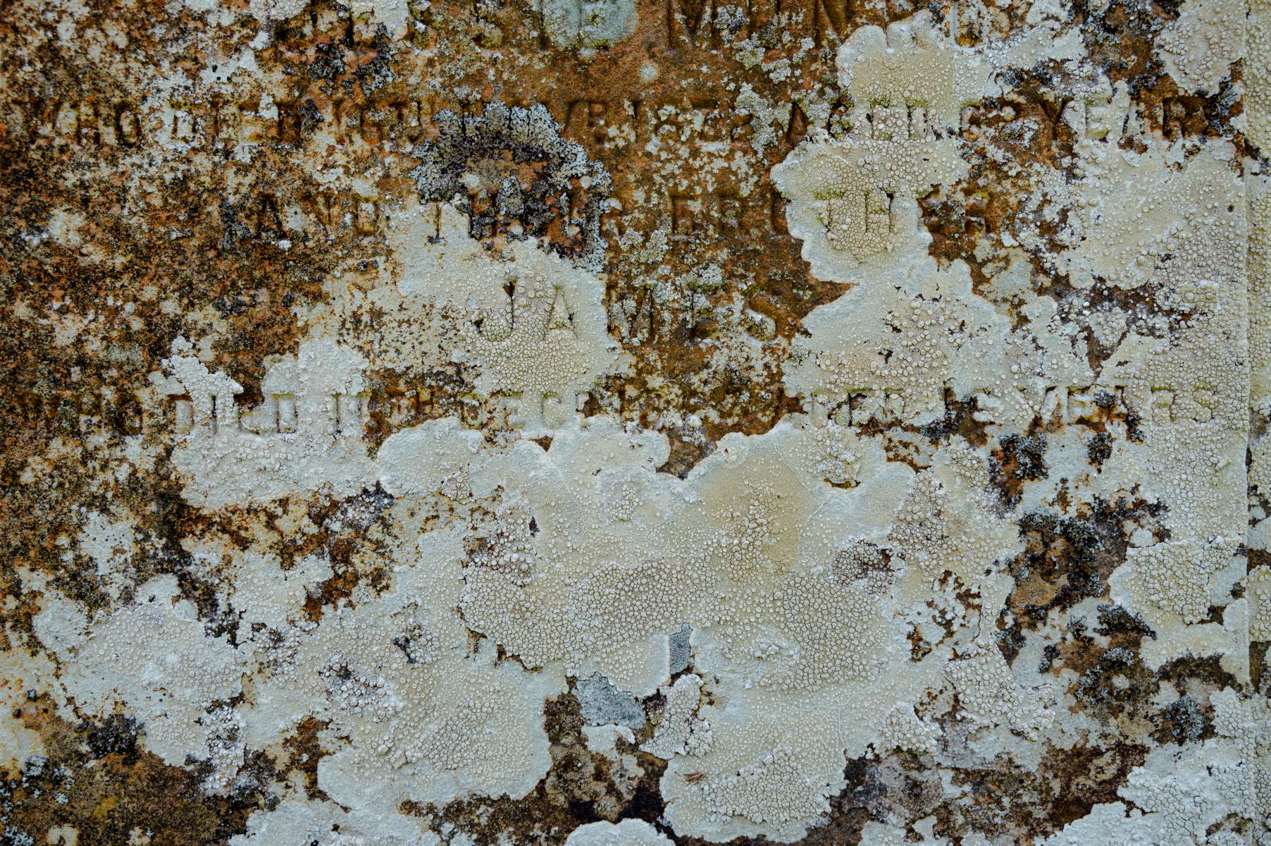 Flechte Schottland Isle of Sky