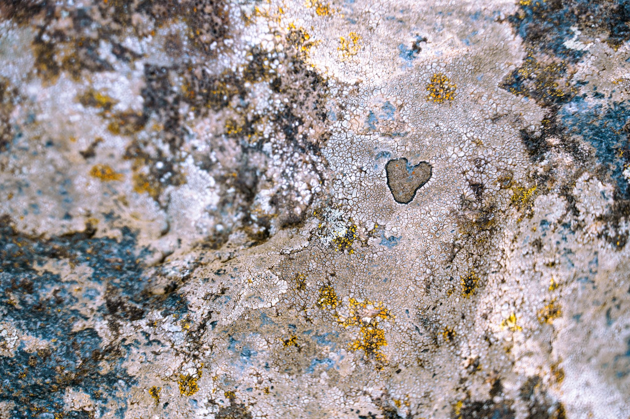 Flechte Sizilien Alcatraz Schlucht Love