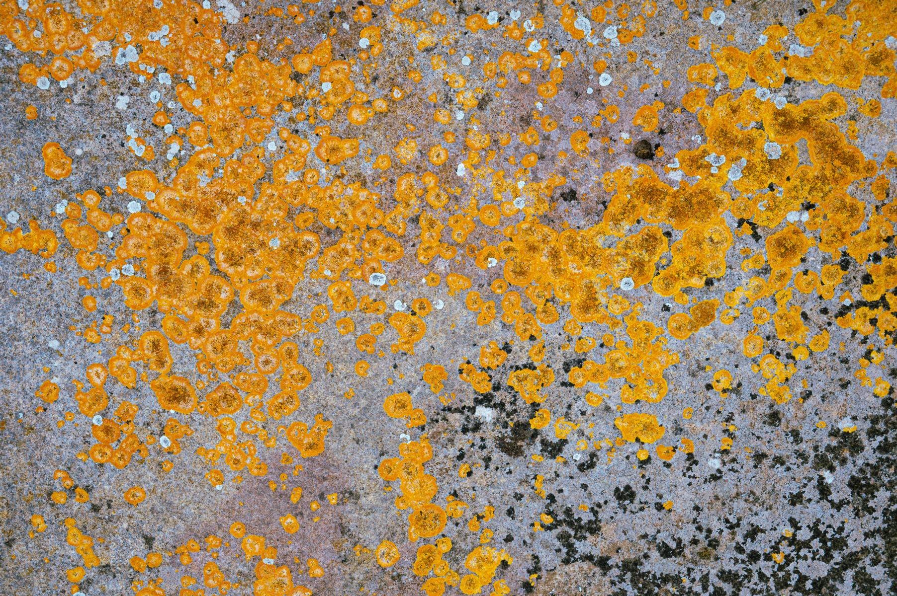 Flechte Sizilien Caldabellotta Golden Universe