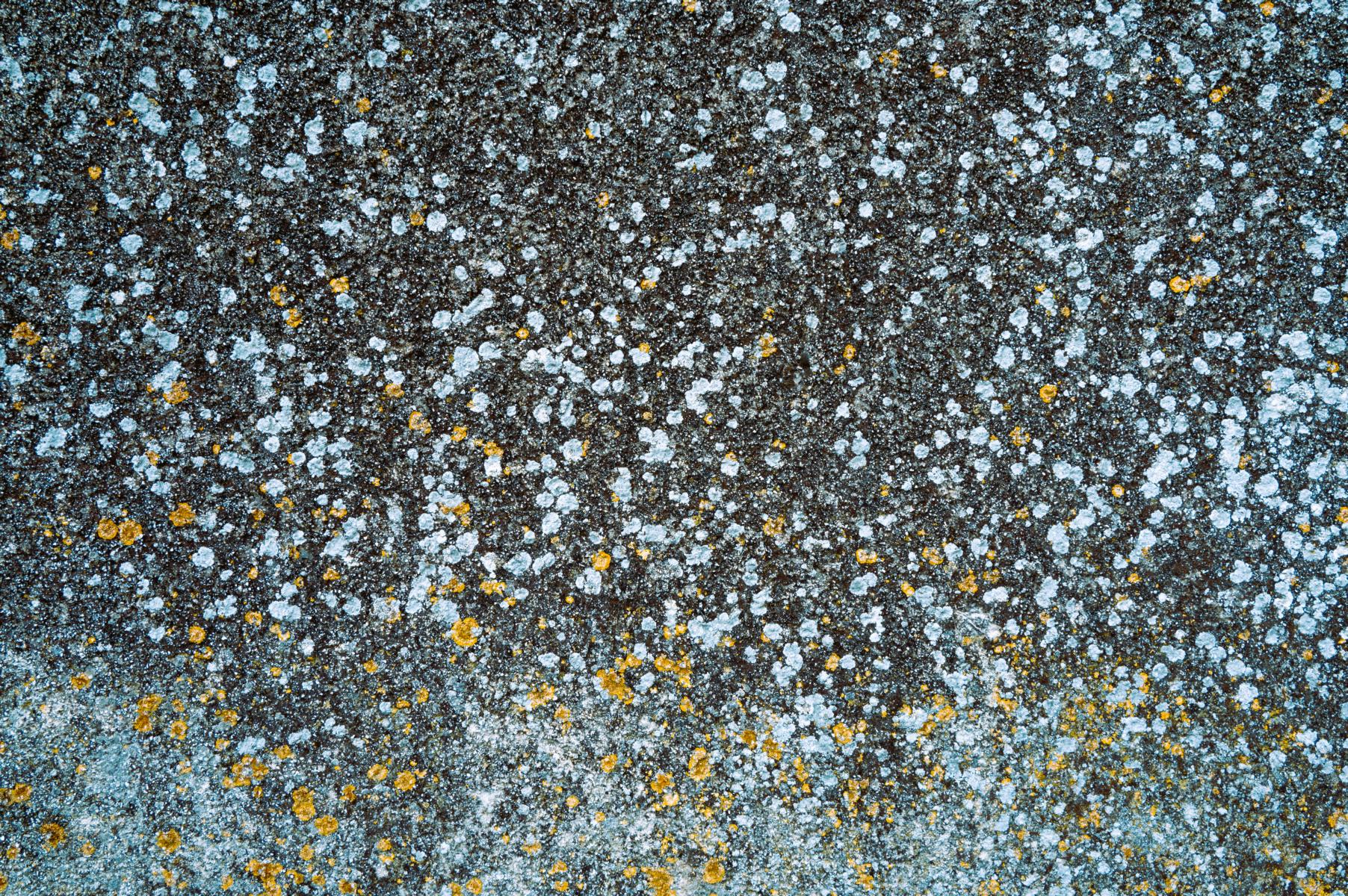 Flechte Sizilien Caldabellotta Snowfall