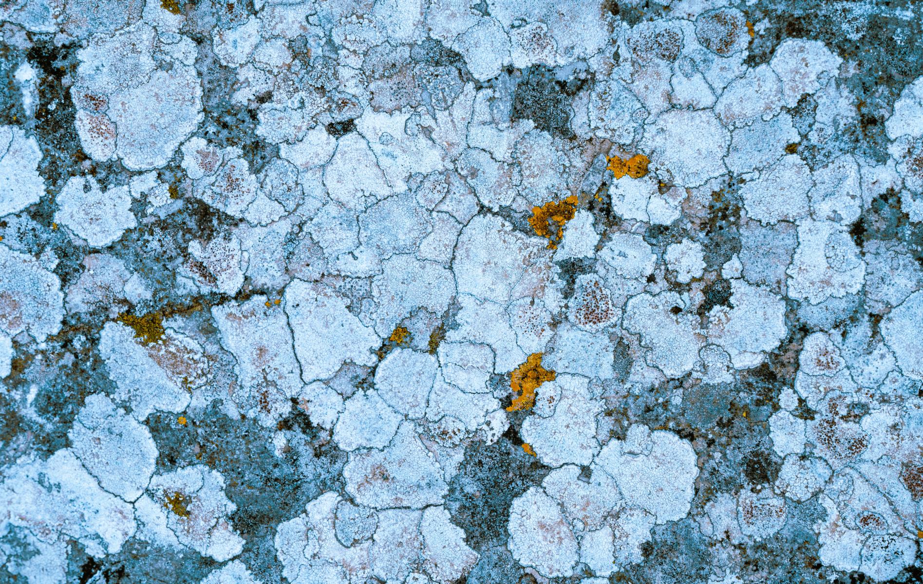 Flechte Sizilien Selinunte Gold Nugget