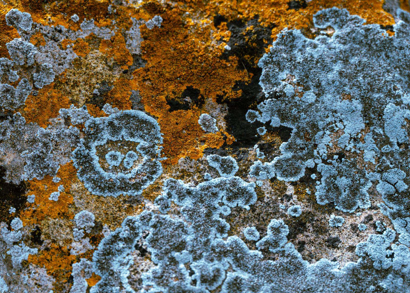 Flechte Sizilien Selinunte Sunday Blues