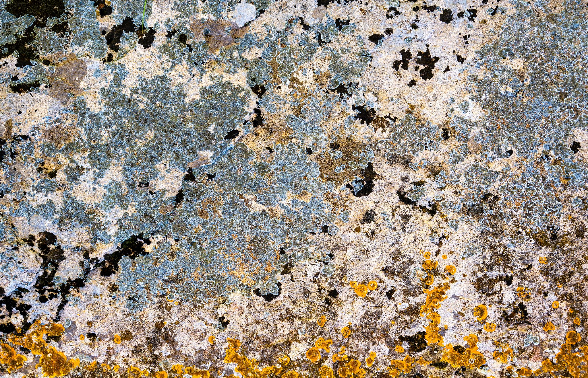 Flechte Sizilien Selinunte