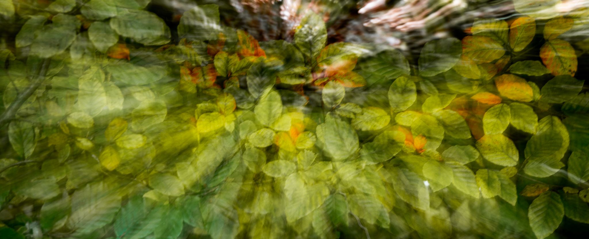 Leopoldsteinersee Herbstwald