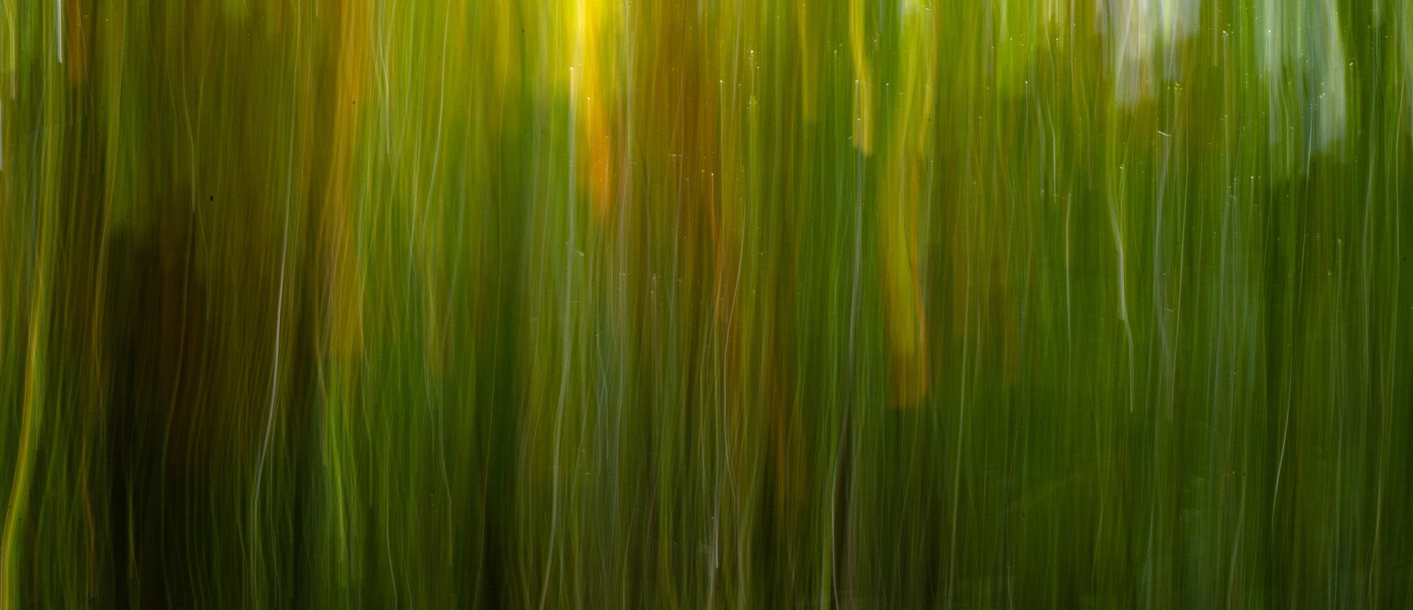 Leopoldsteinersee Wald