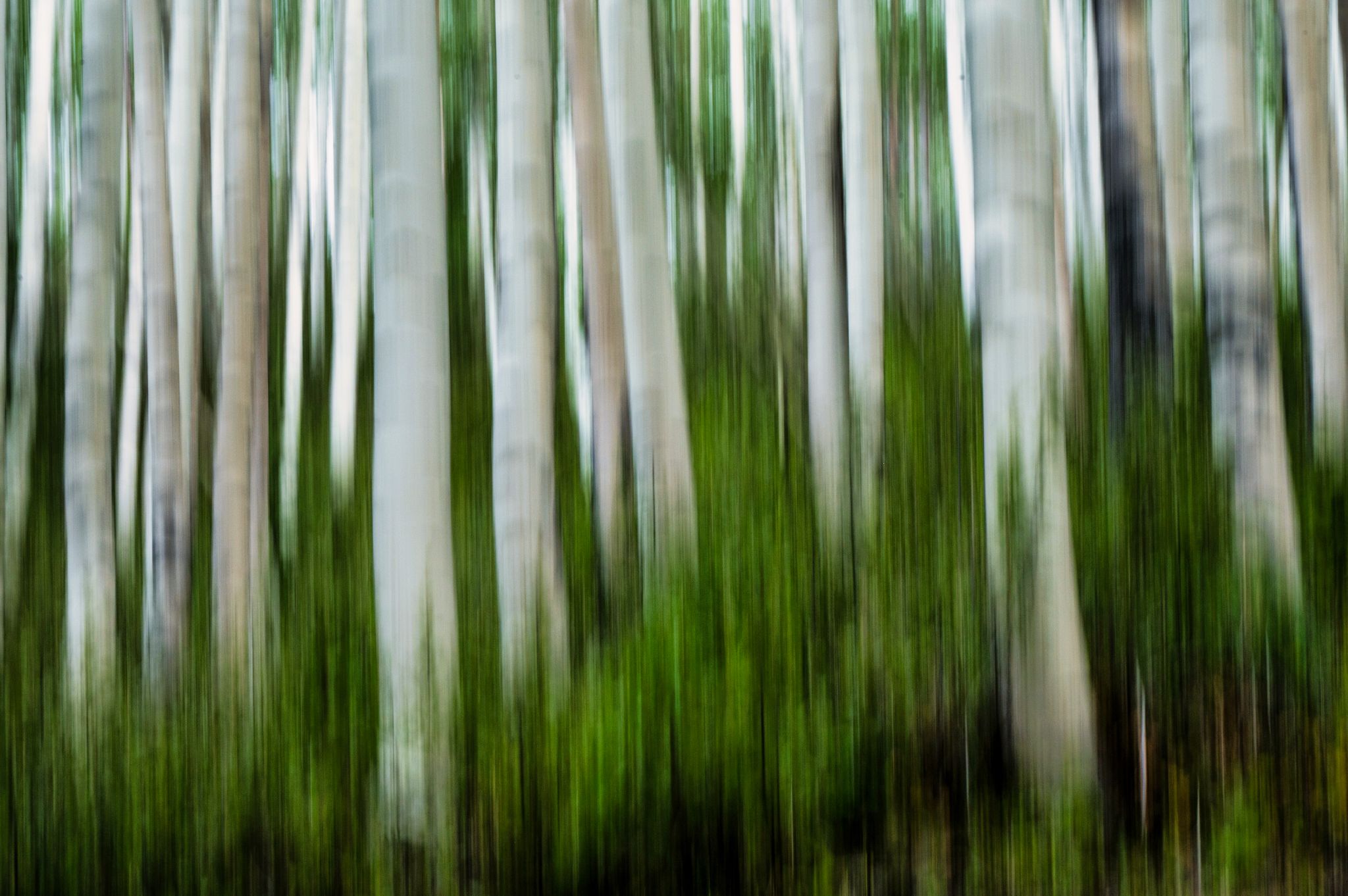 Pappeln Aspen