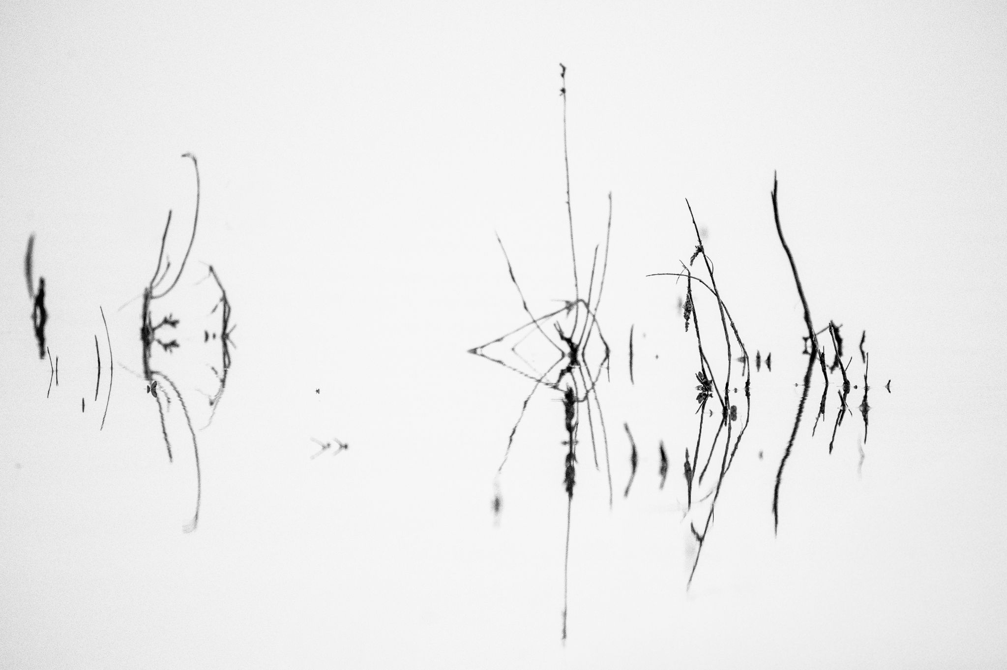 Schilf Neusiedlersee