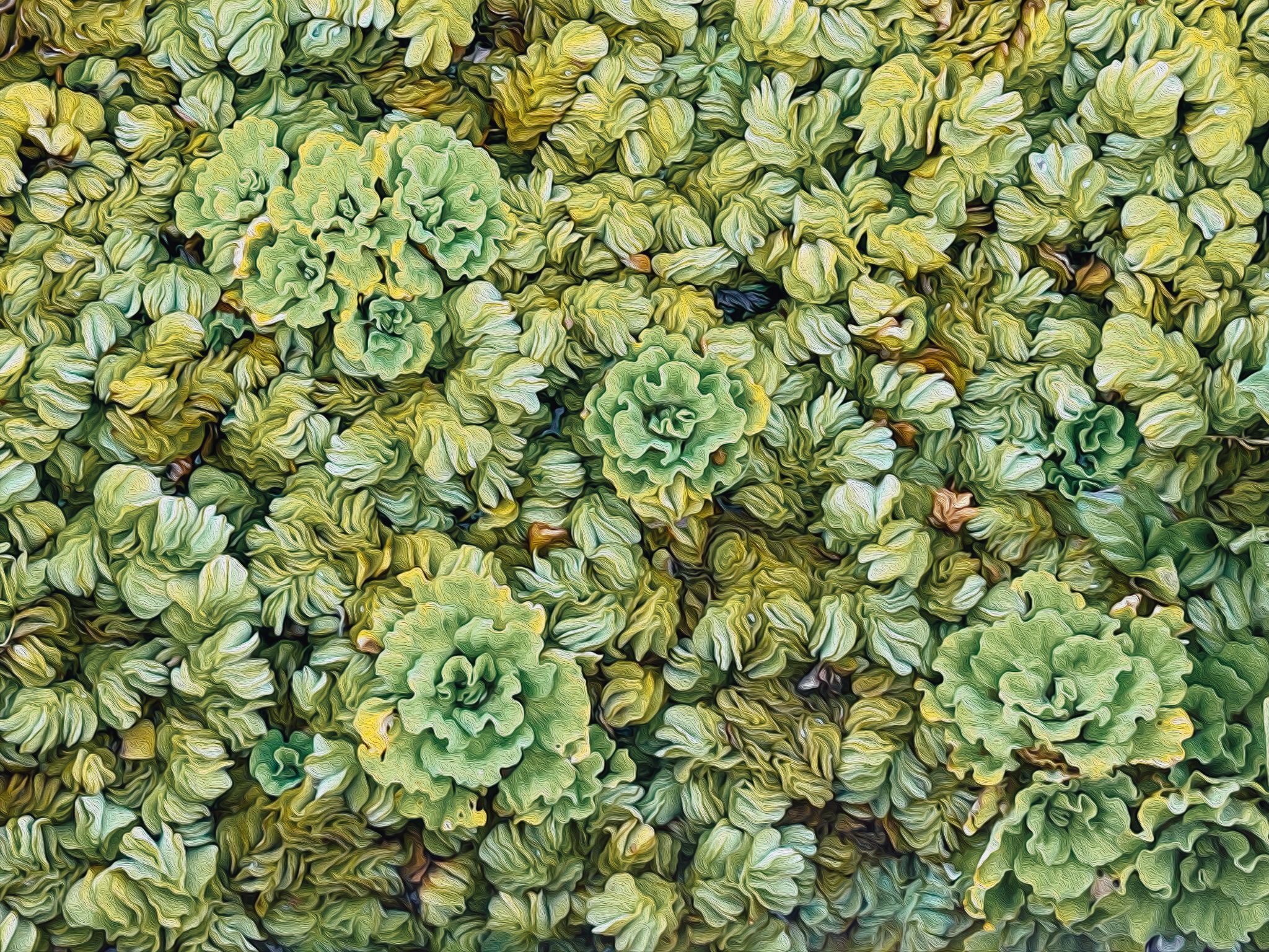 Schwimmende Wasserpflanzen