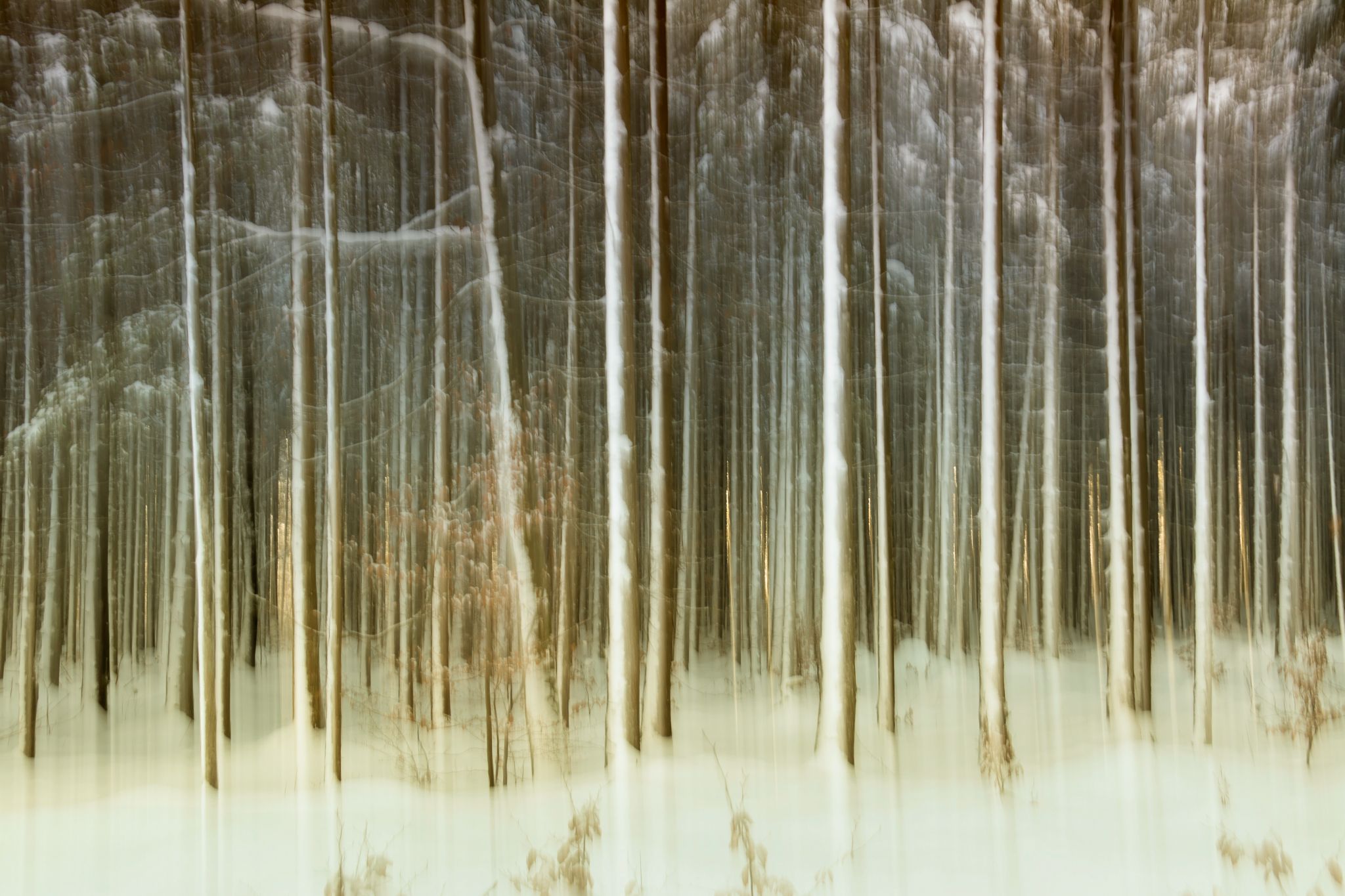 Österreich Leopoldsteinersee Wald kreativ4