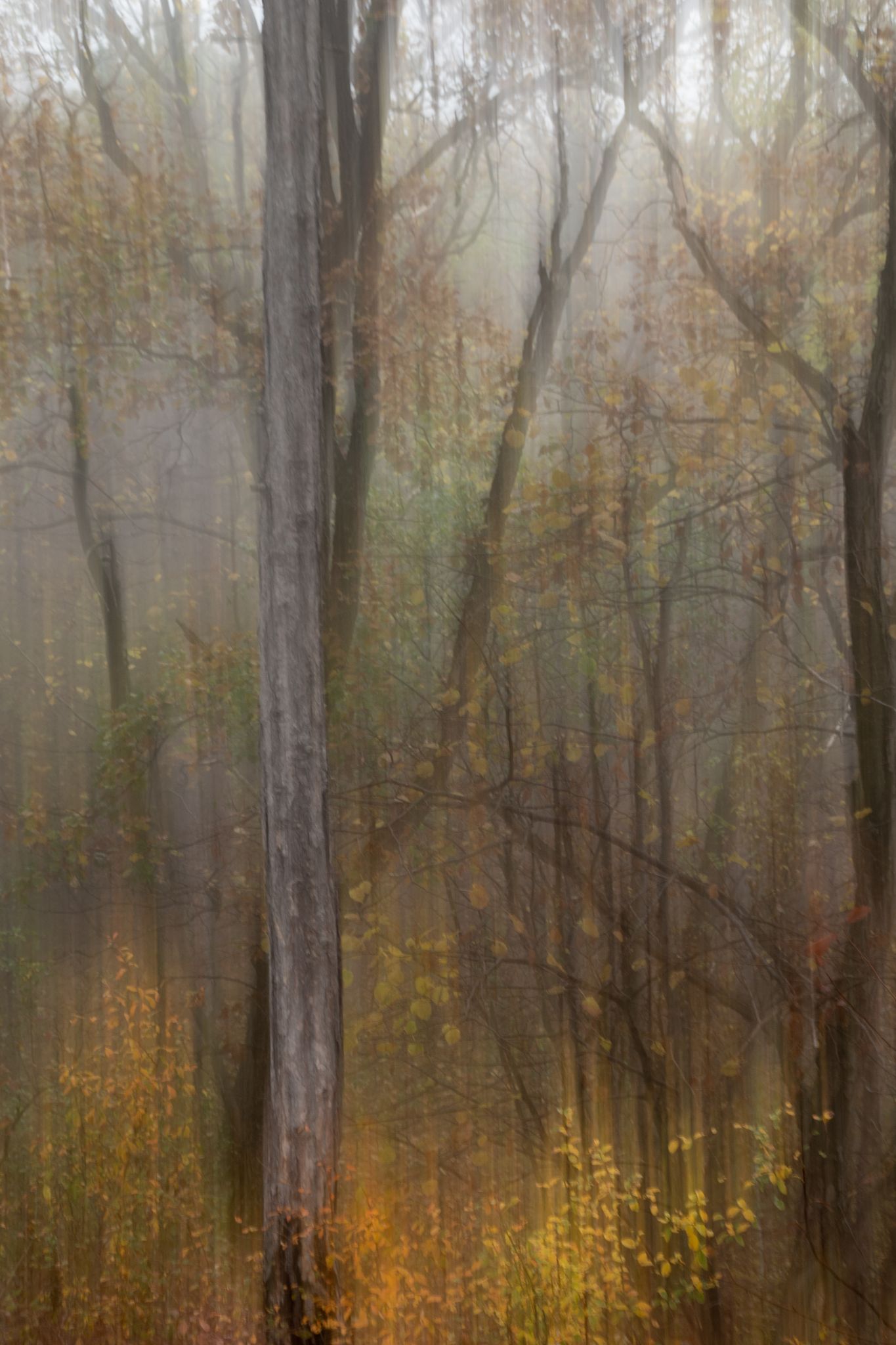 Österreich Mystischer Wald
