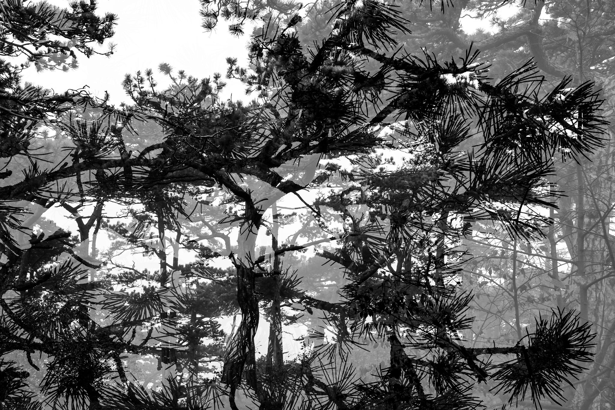 Österreich Mödling Mystischer Wald