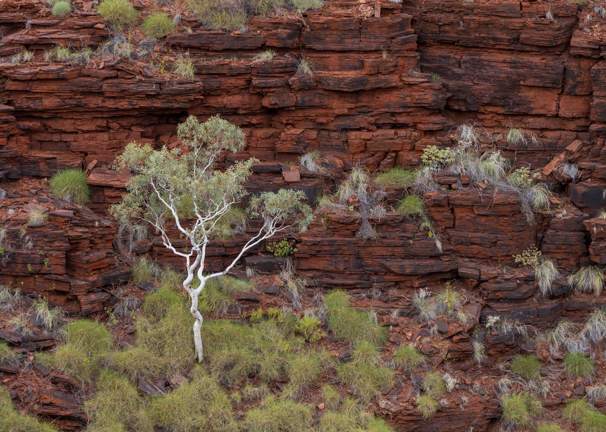 Australien Karijini N.P. Ghost gum tree