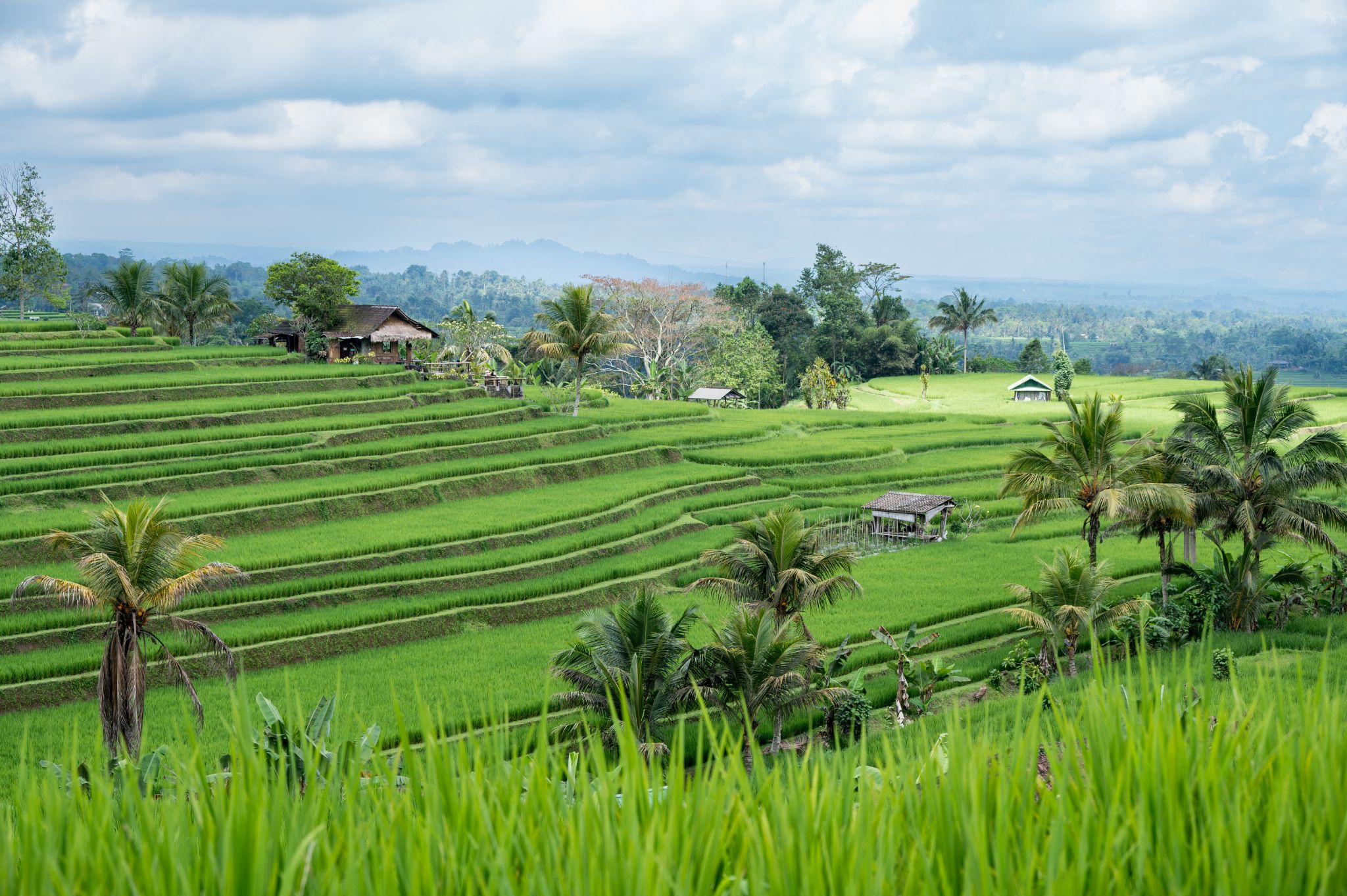 Bali Jatiulwih Reis Terrassen 1