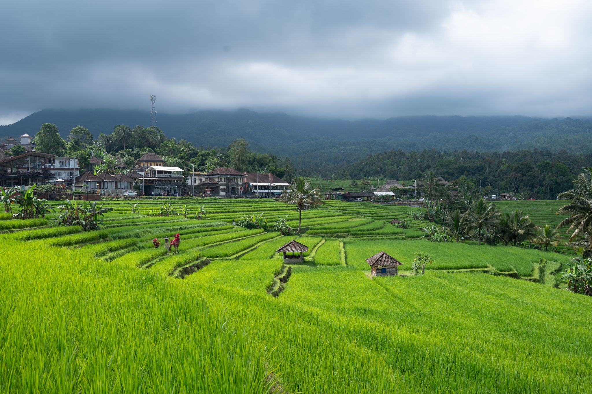 Bali Jatiulwih Reis terrassen 2T