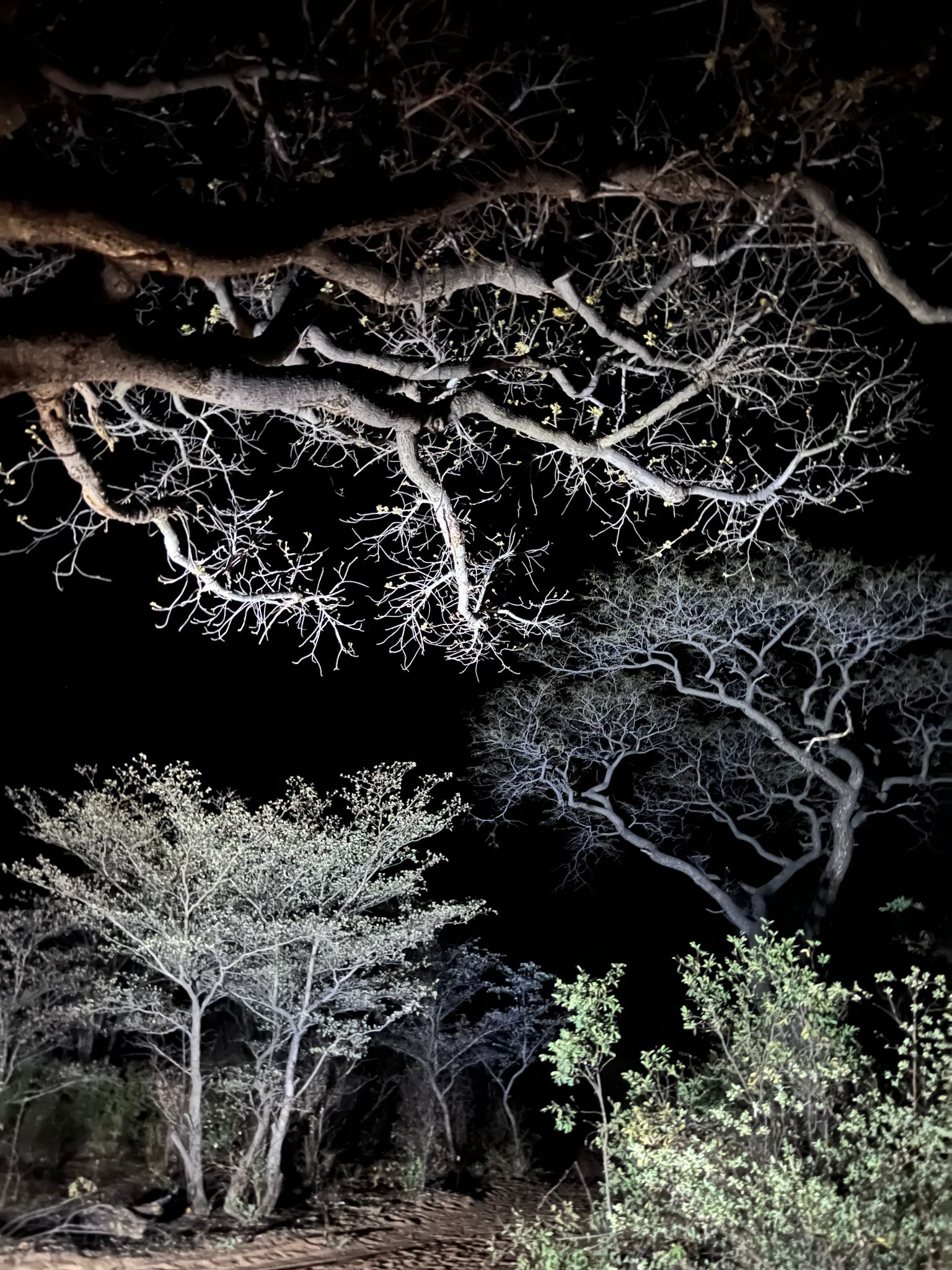 Namibia Tamboti Onguma 