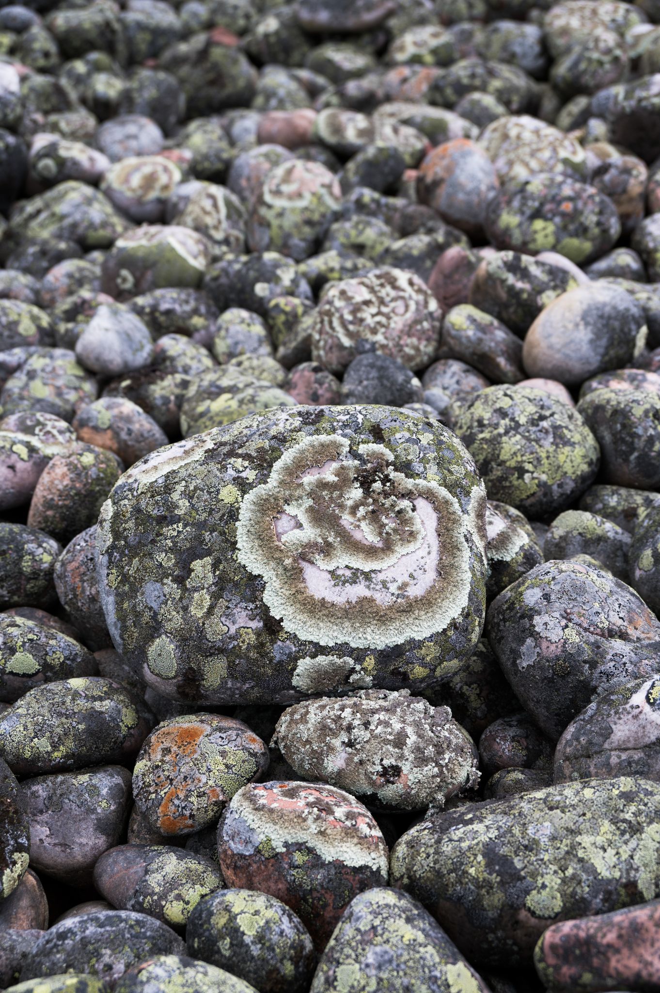 Schweden Steine mit Flechten
