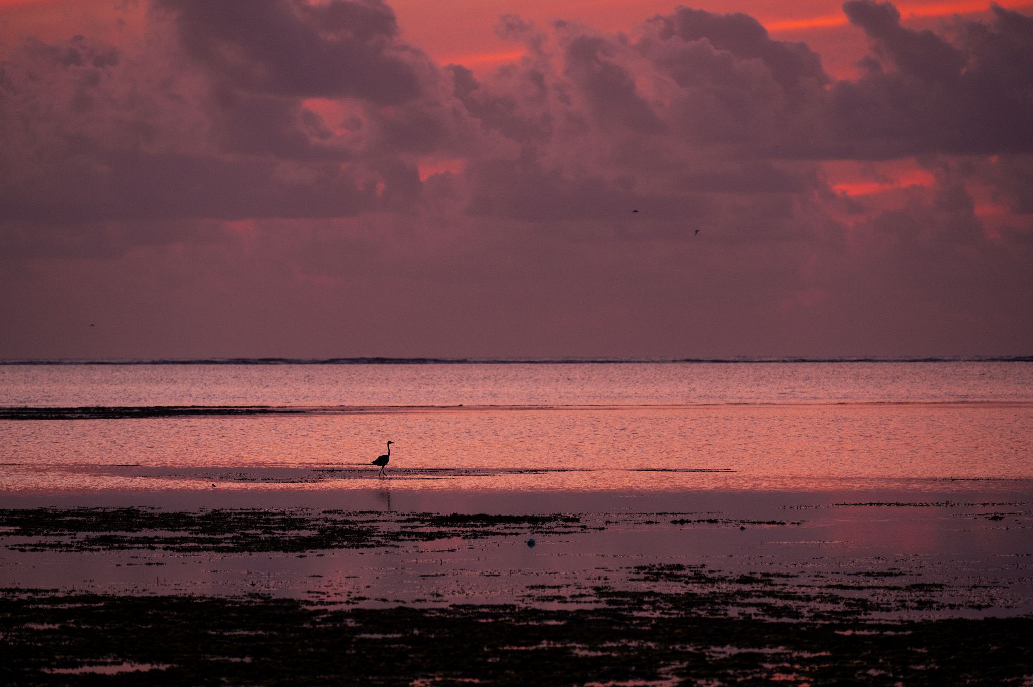 Tanzania Zanzibar Michamvi
