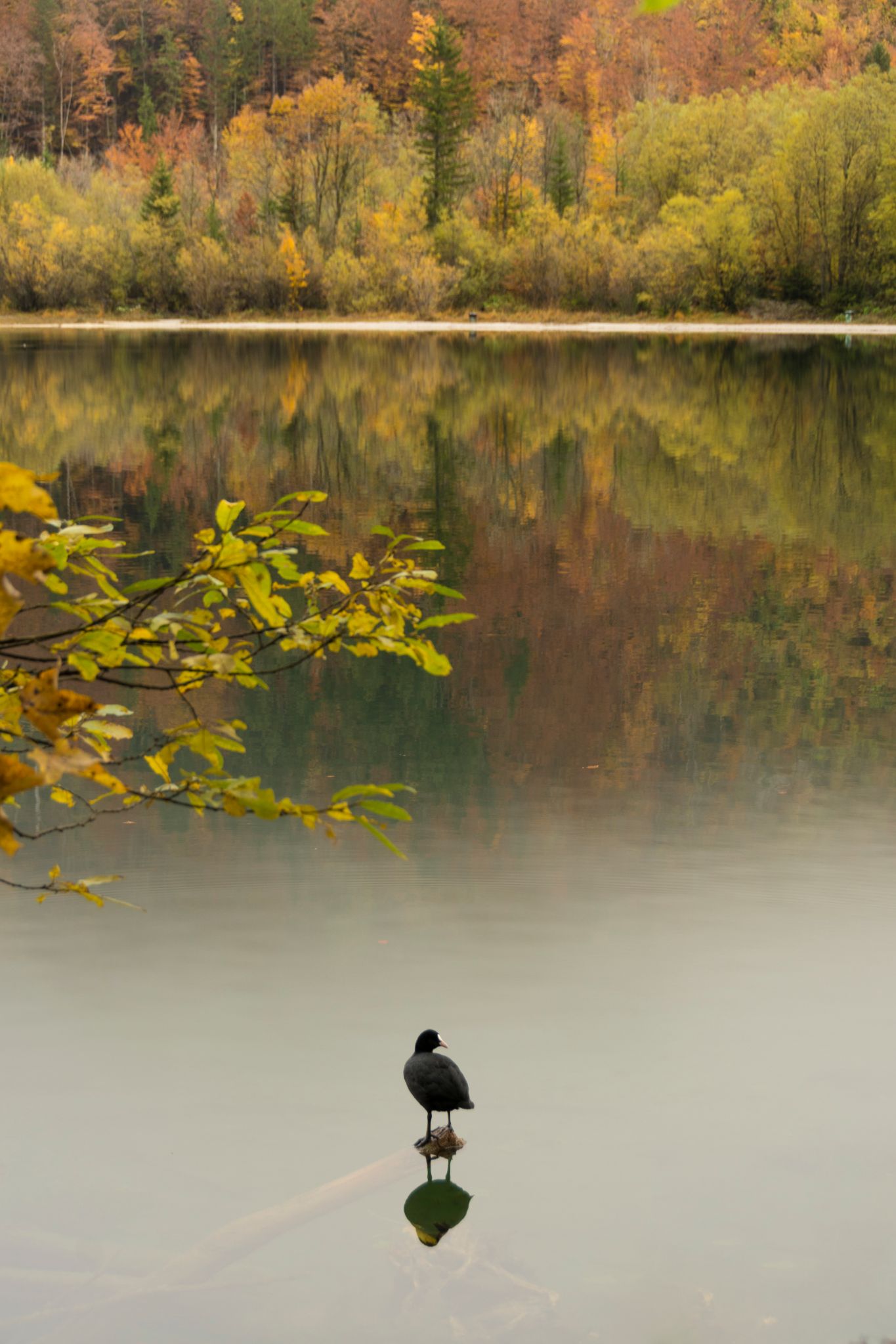 Österreich Leopoldsteinersee Blesshuhn