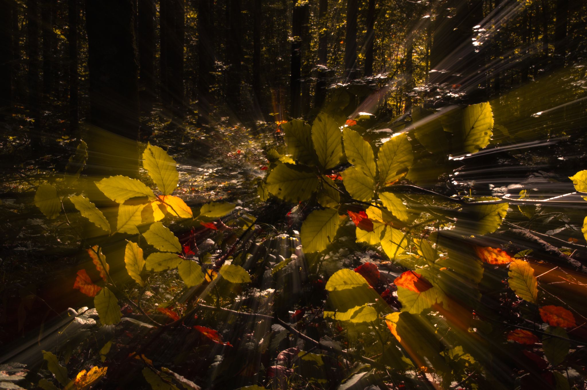 Österreich Leopoldsteinersee Wald kreativ3