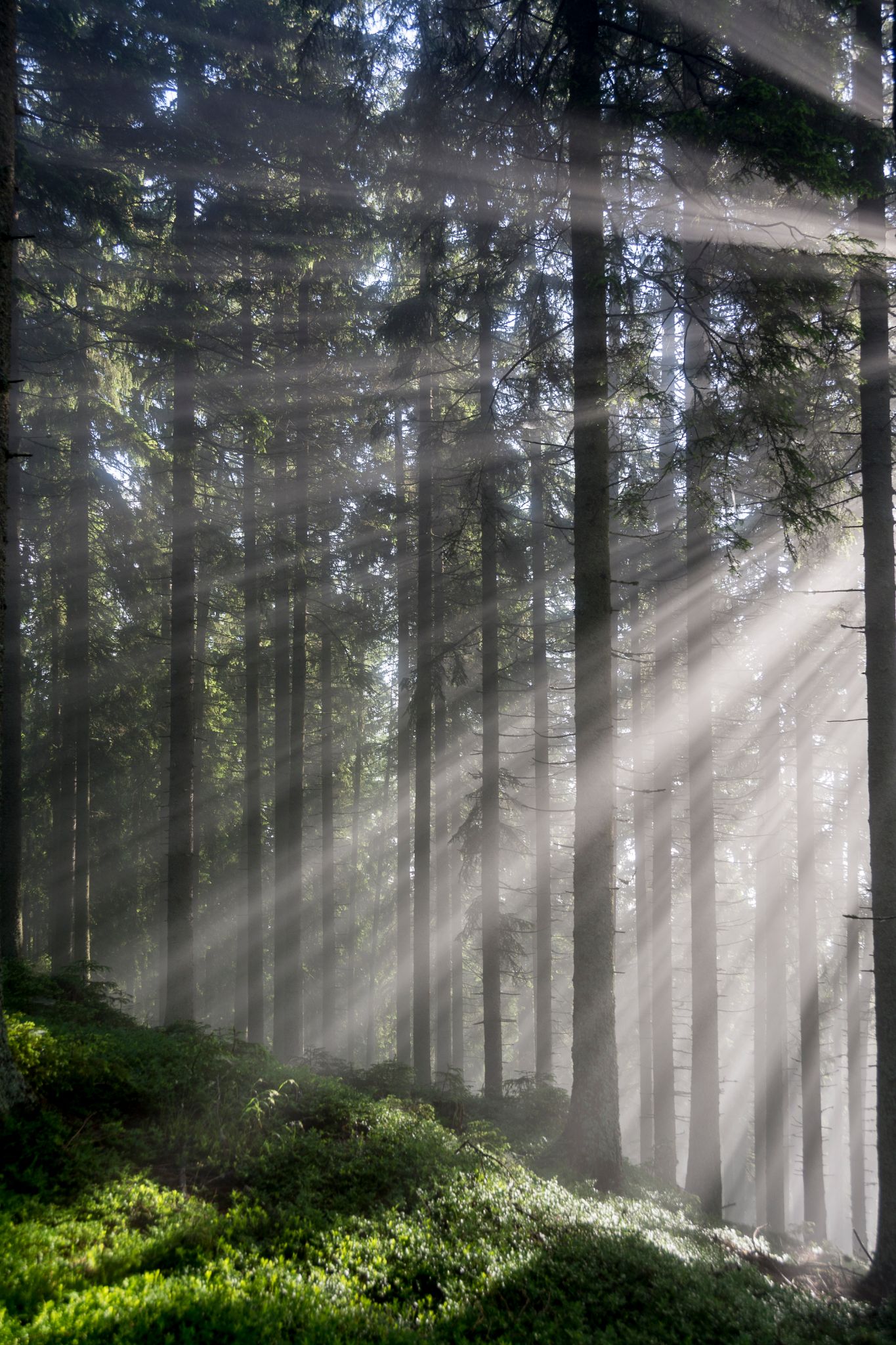 Österreich Trofaiach Wald