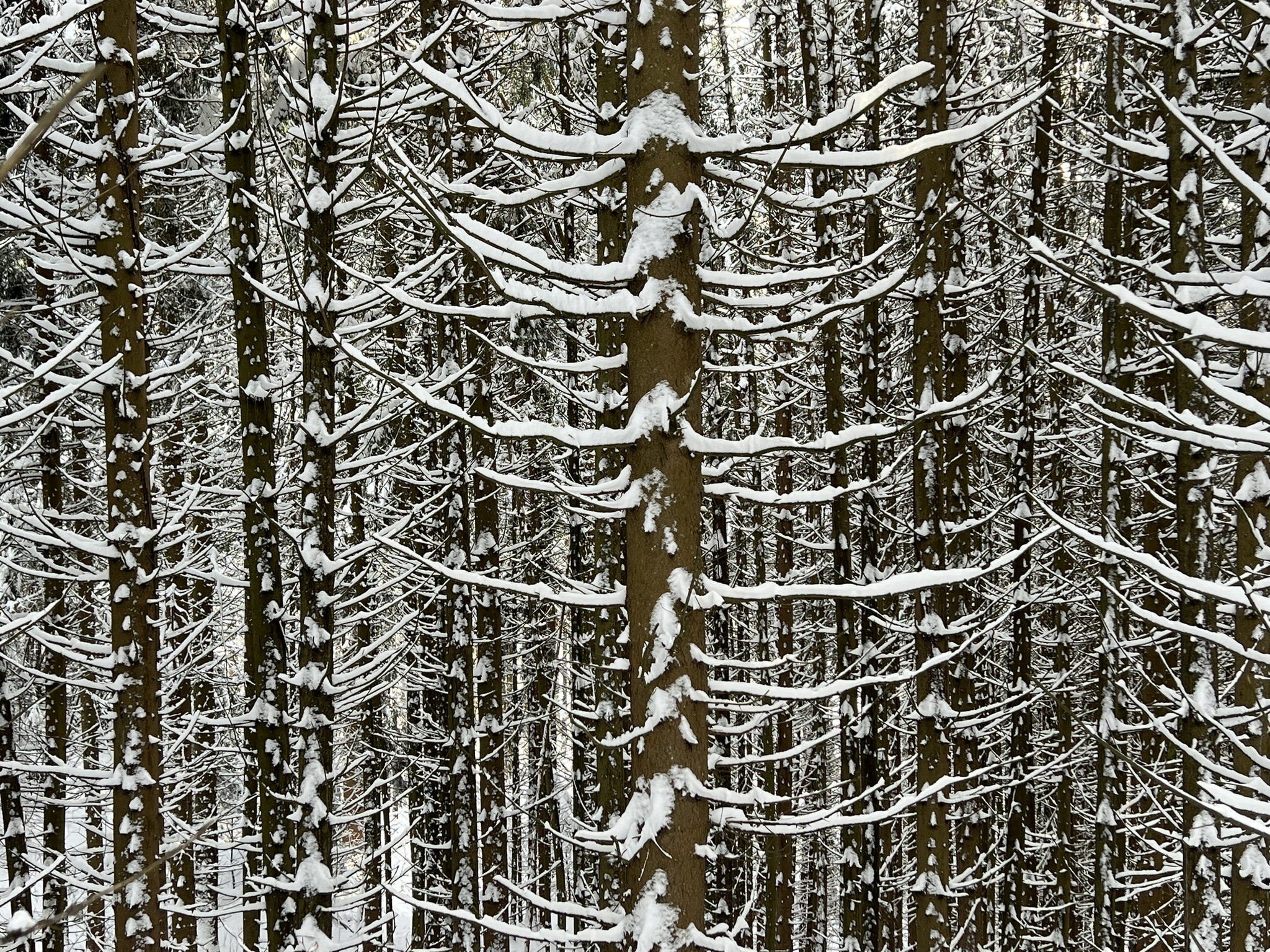 Österreich Trofaiach Winterwald