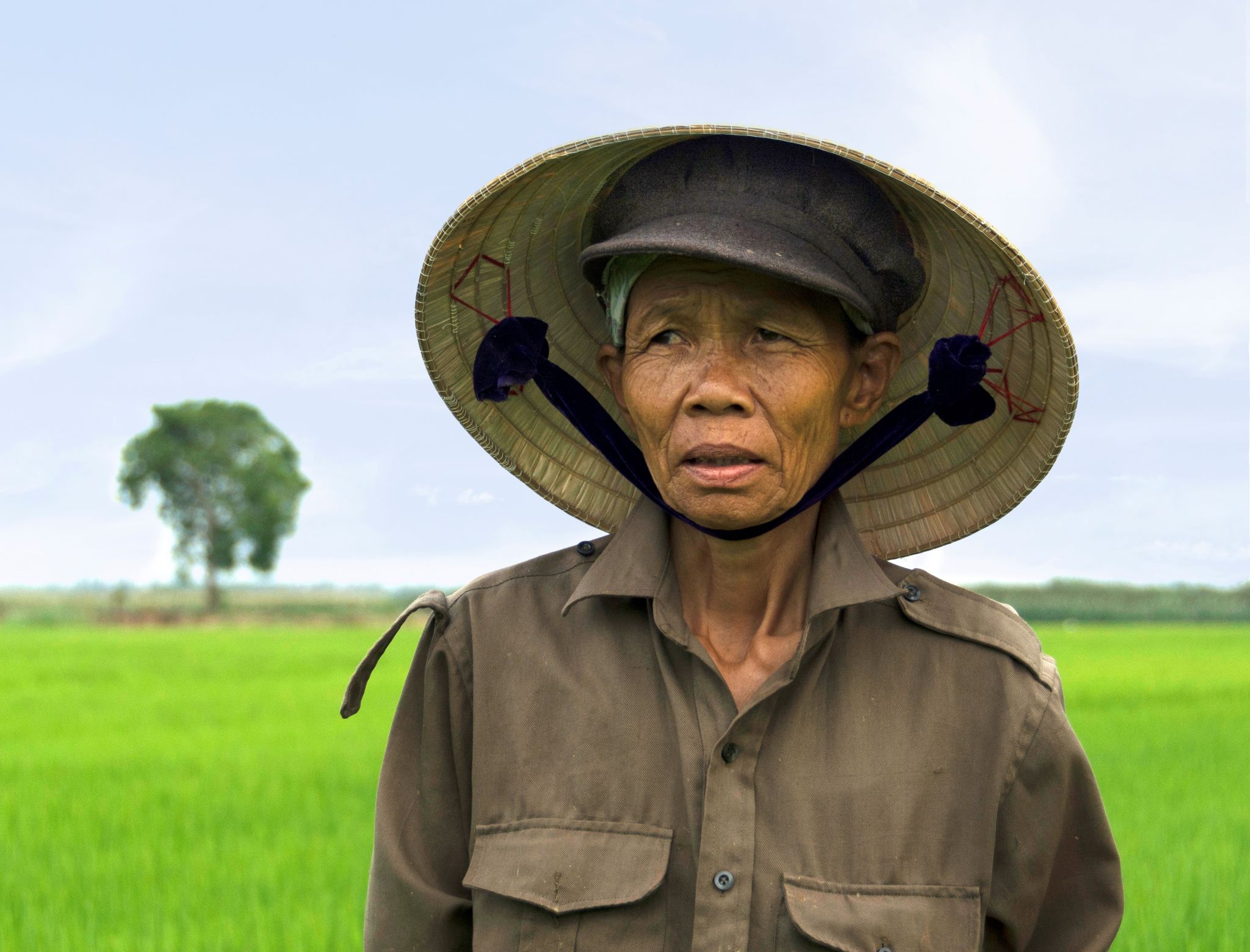 Vietnam Hoi An Reisfeld