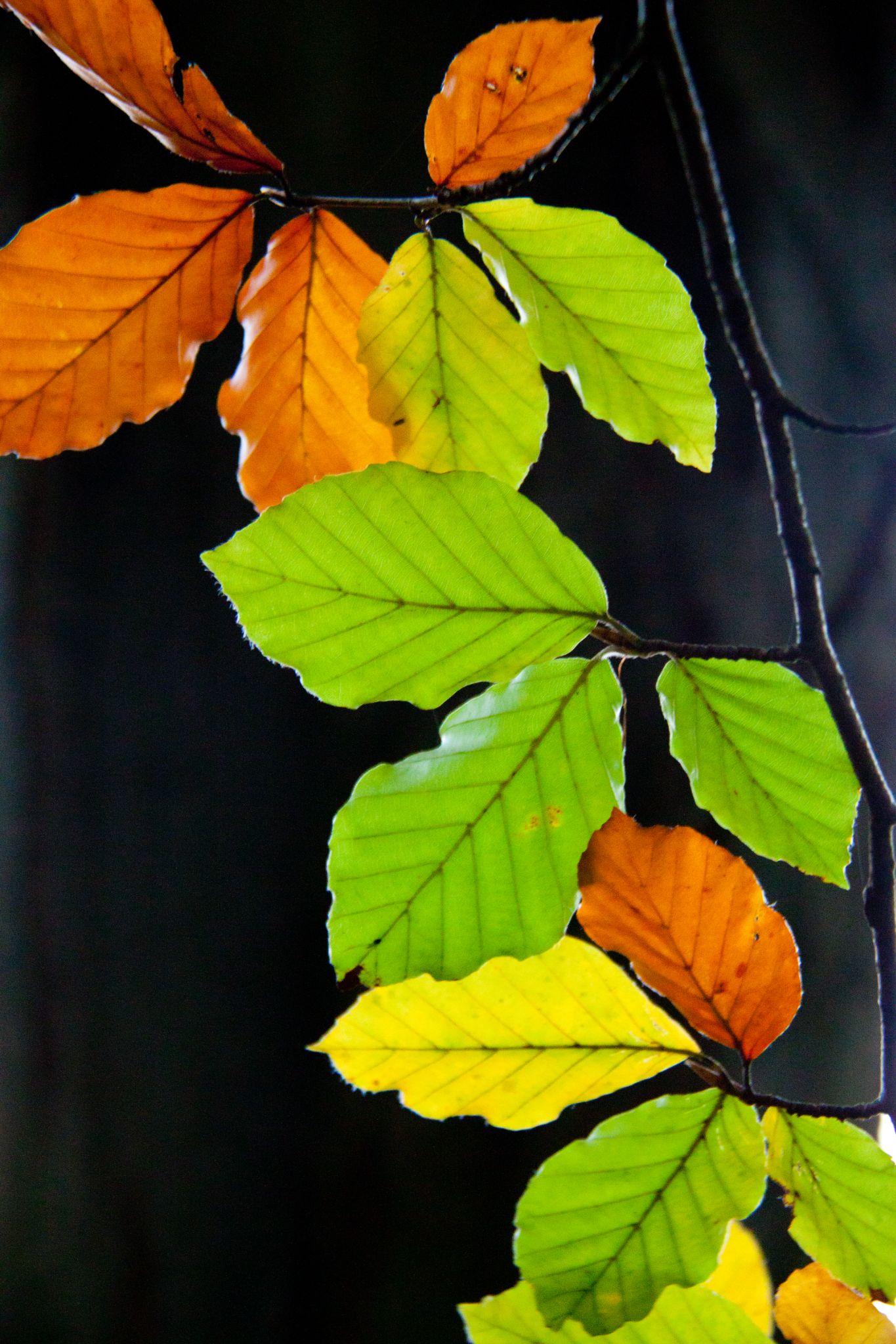 Buchenblätter Herbstfärbung