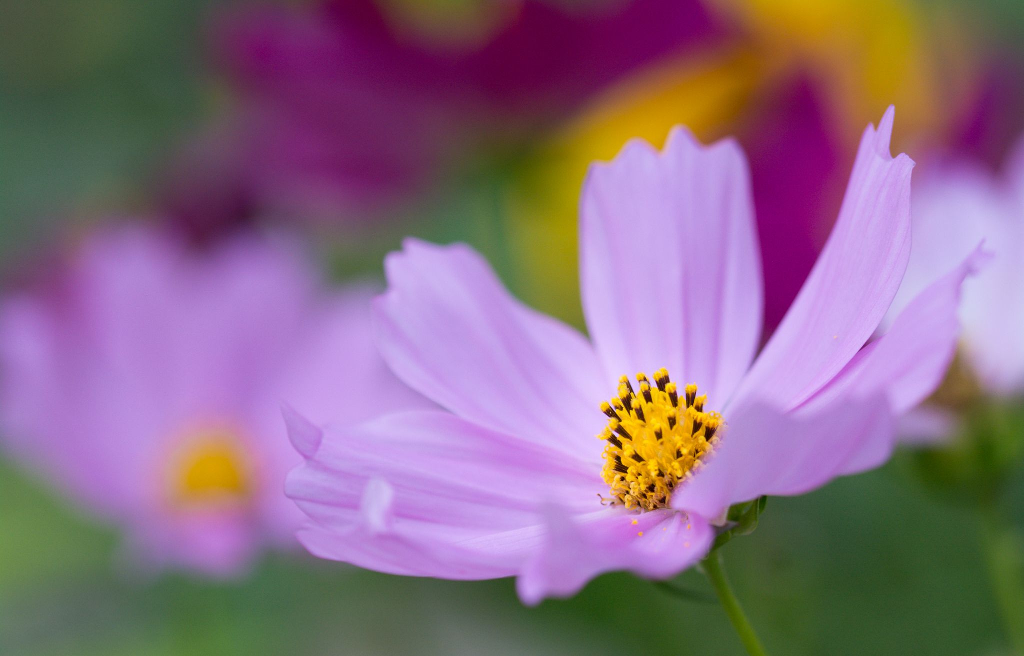 Cosmea