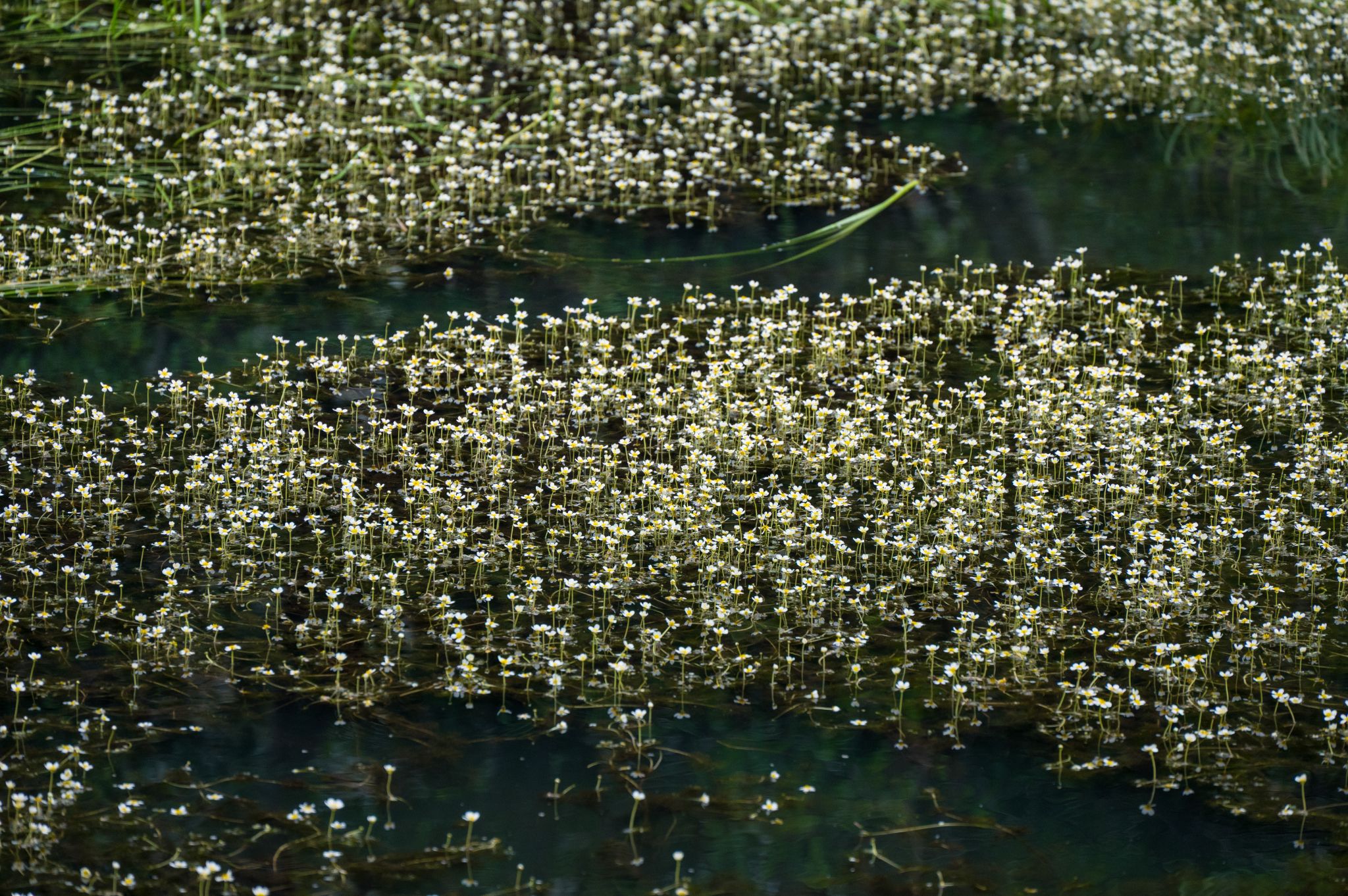 Flutender Wasserhahnenfuß Ranunculus fluitans