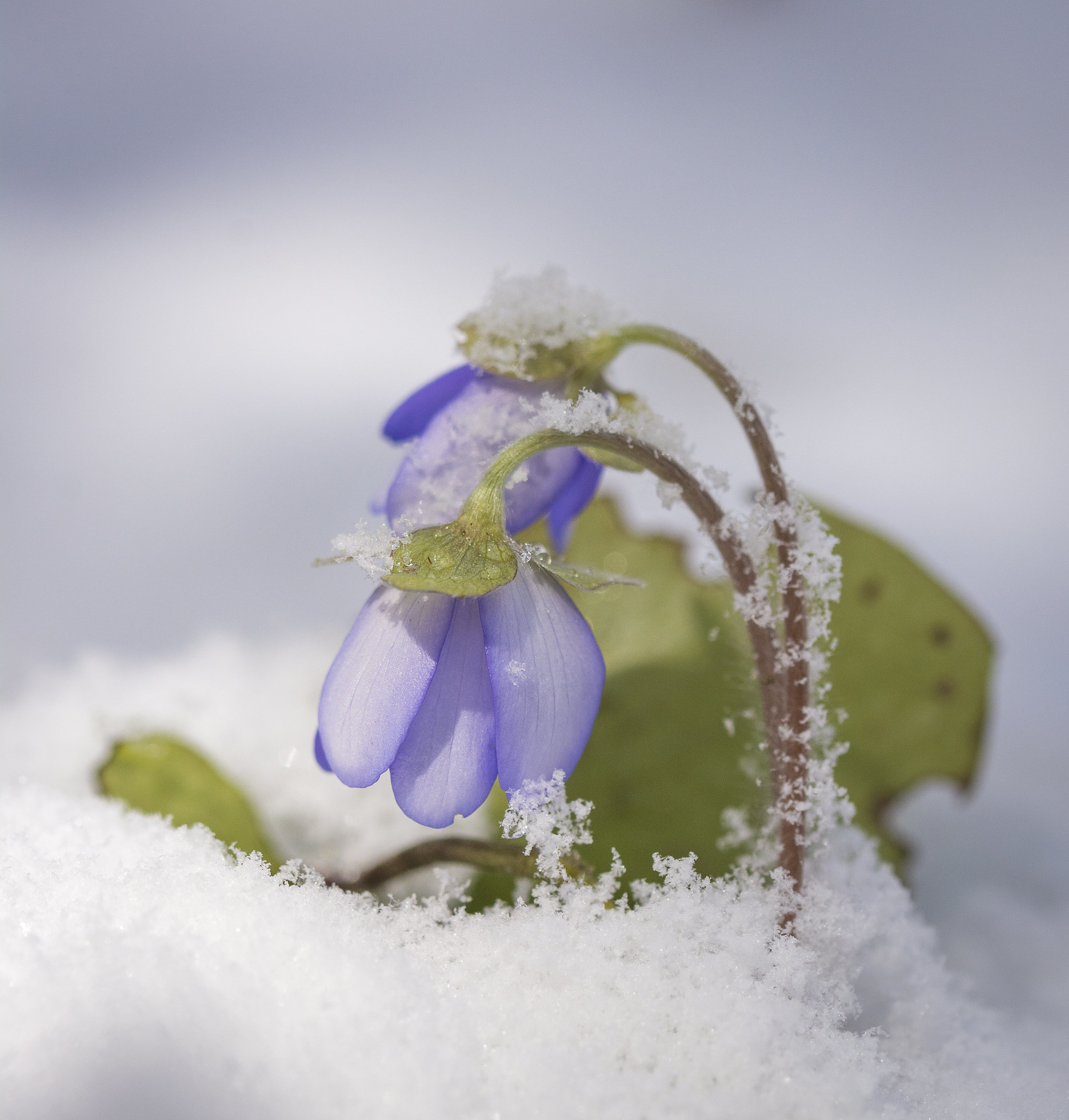Leberblümchen im Schnee