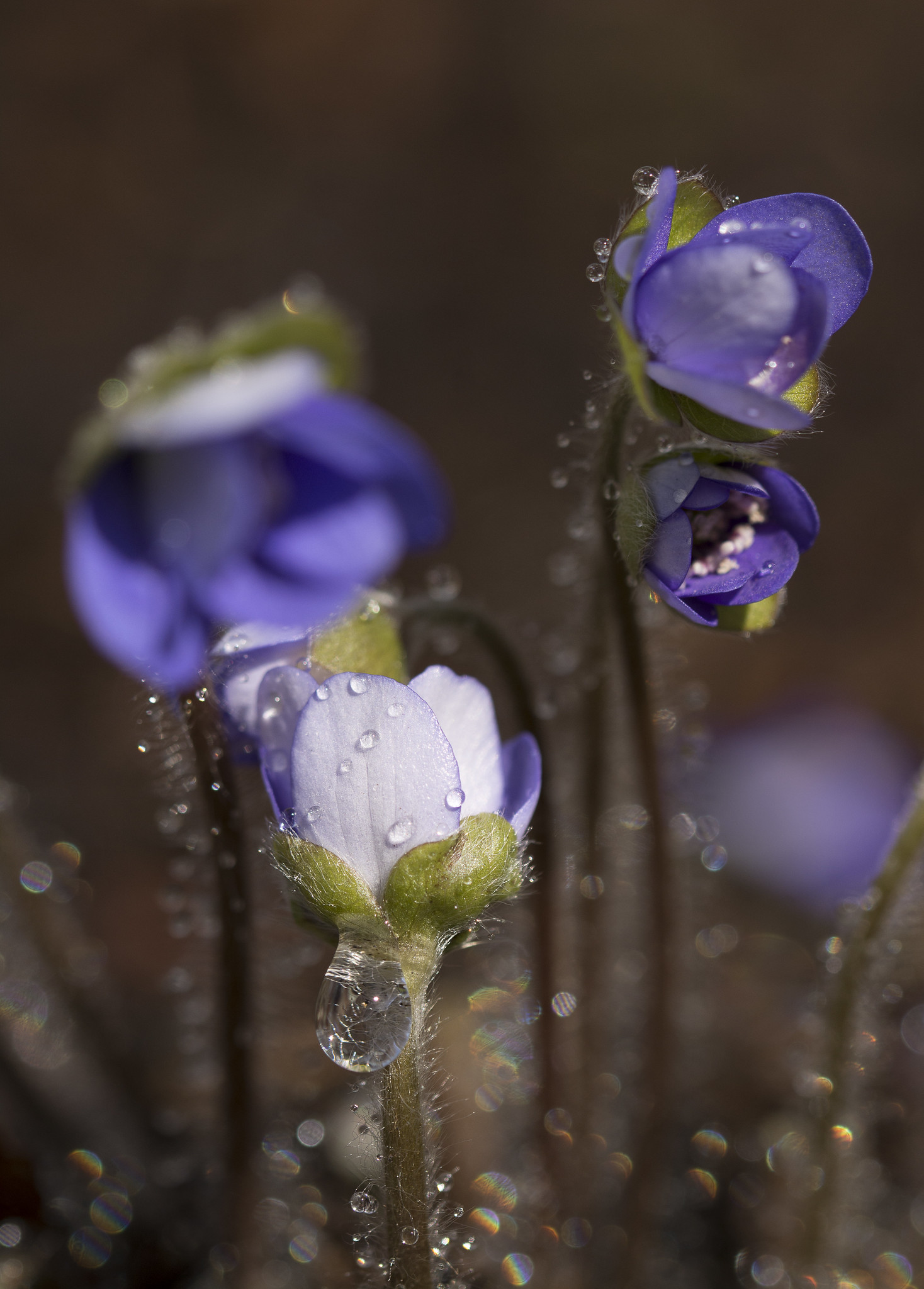 Leberblümchen nach dem Regen