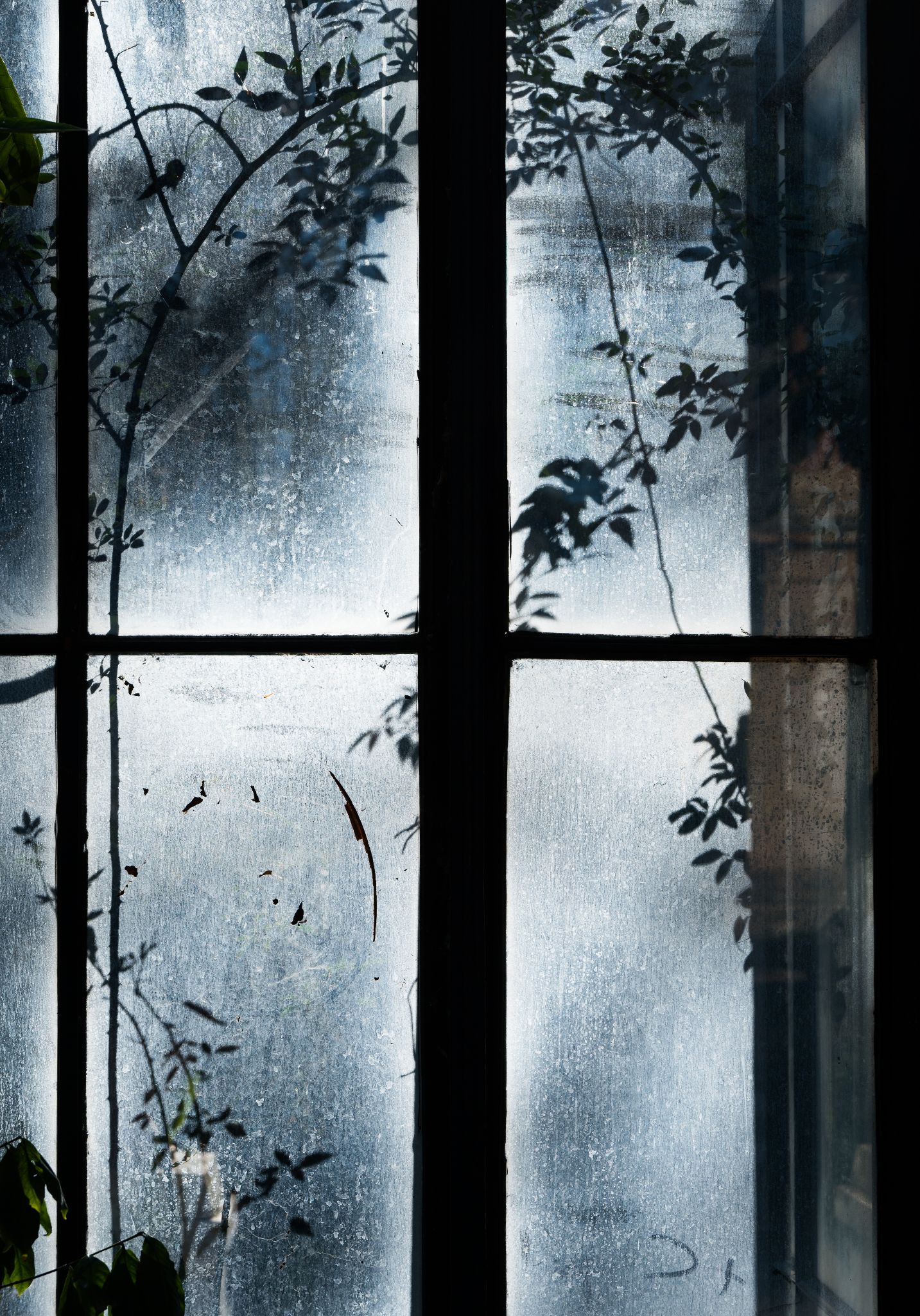 Italien Sizilien Palermo Botanischer Garten