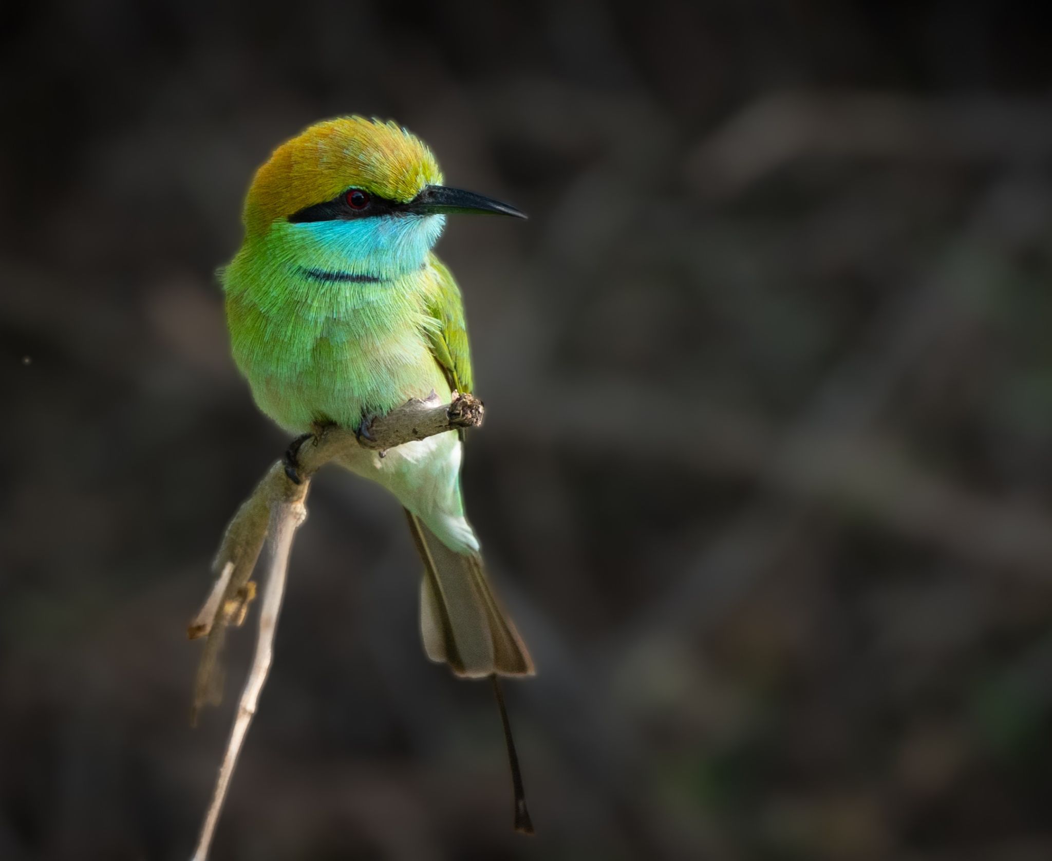 Asian Green Bee eater Bronzescheitel Smaragdspint