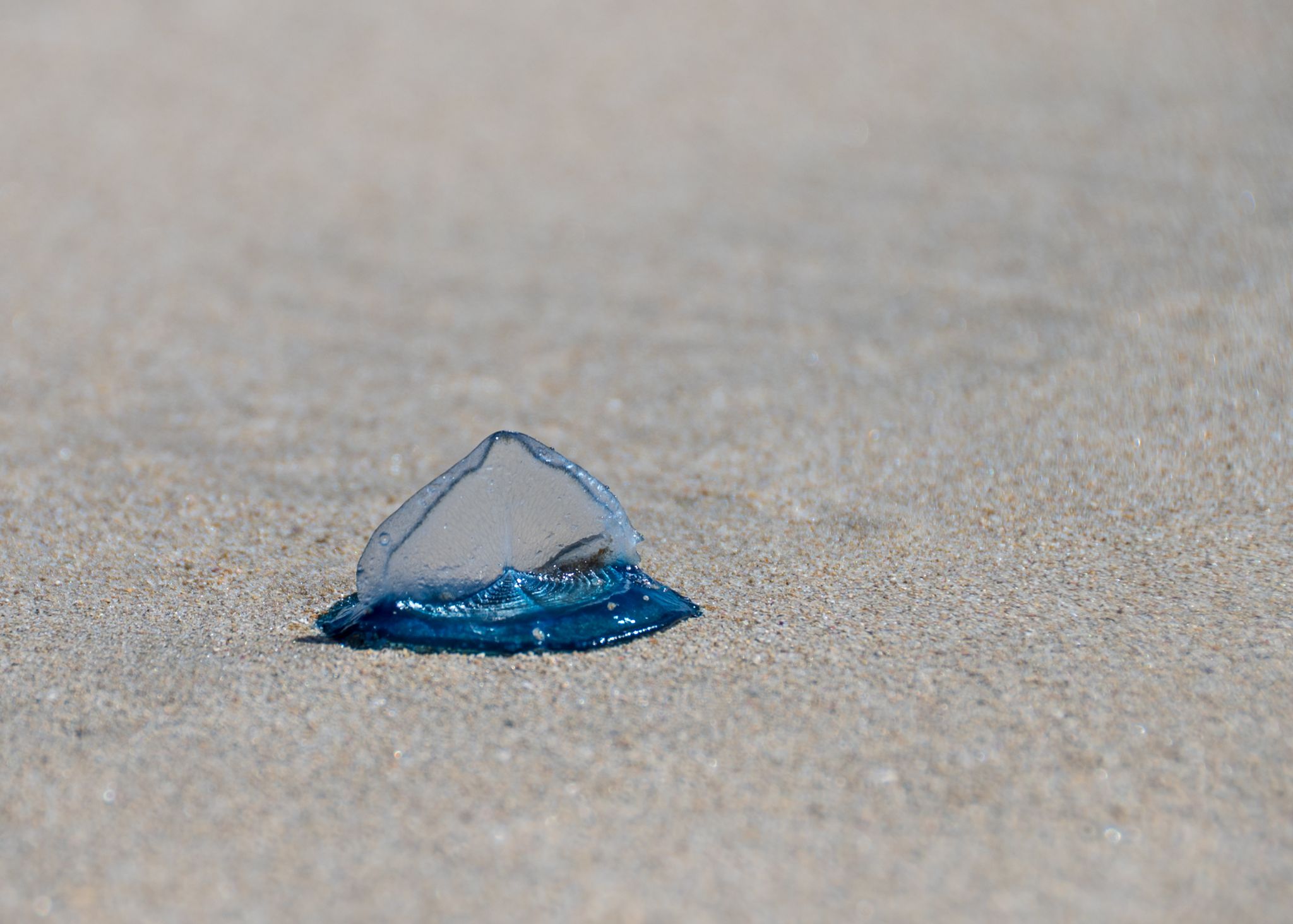 Blue Bottle Jellyfish