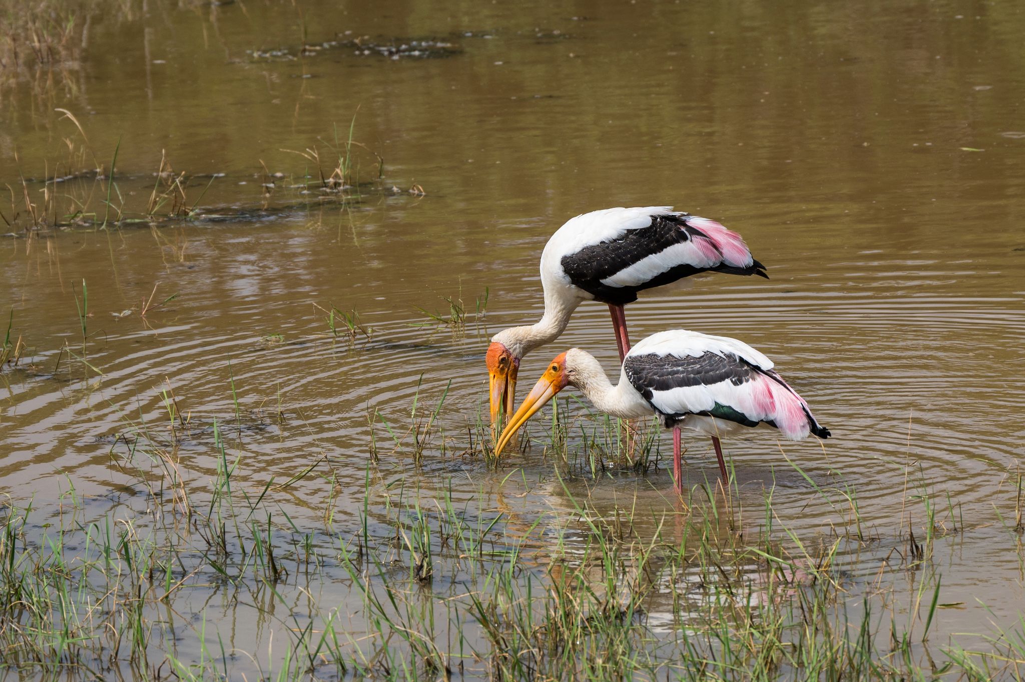 Buntstorch Painted Stork