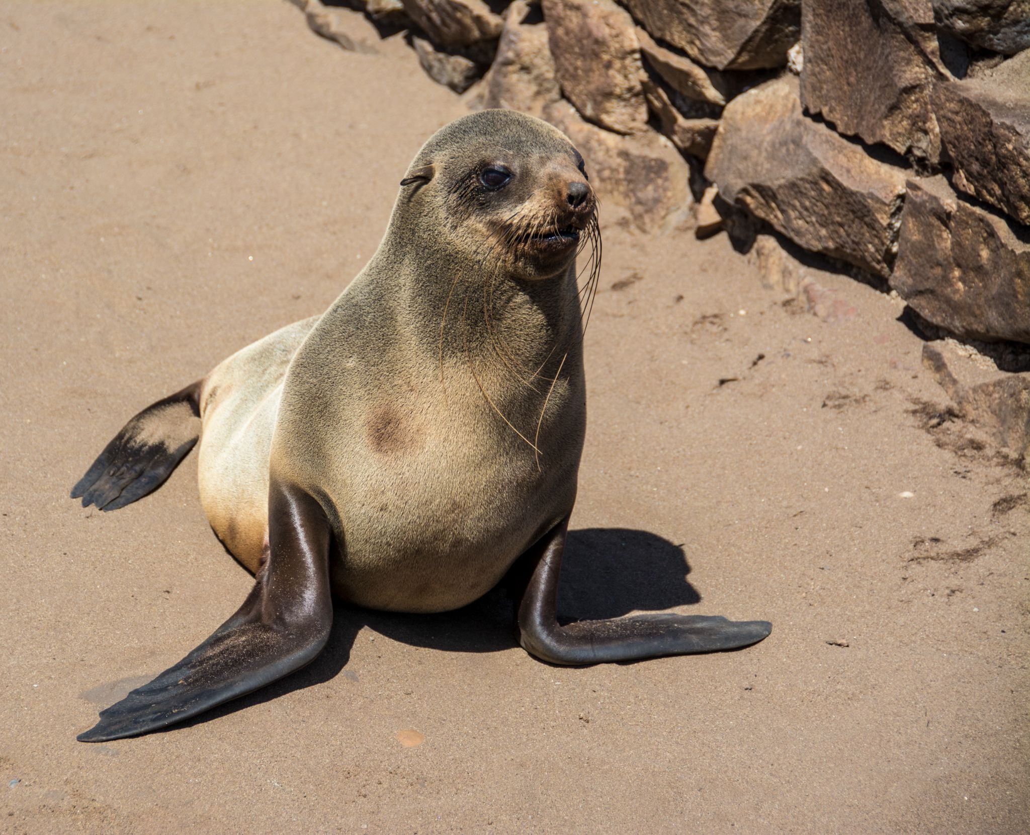 Cape fur seal