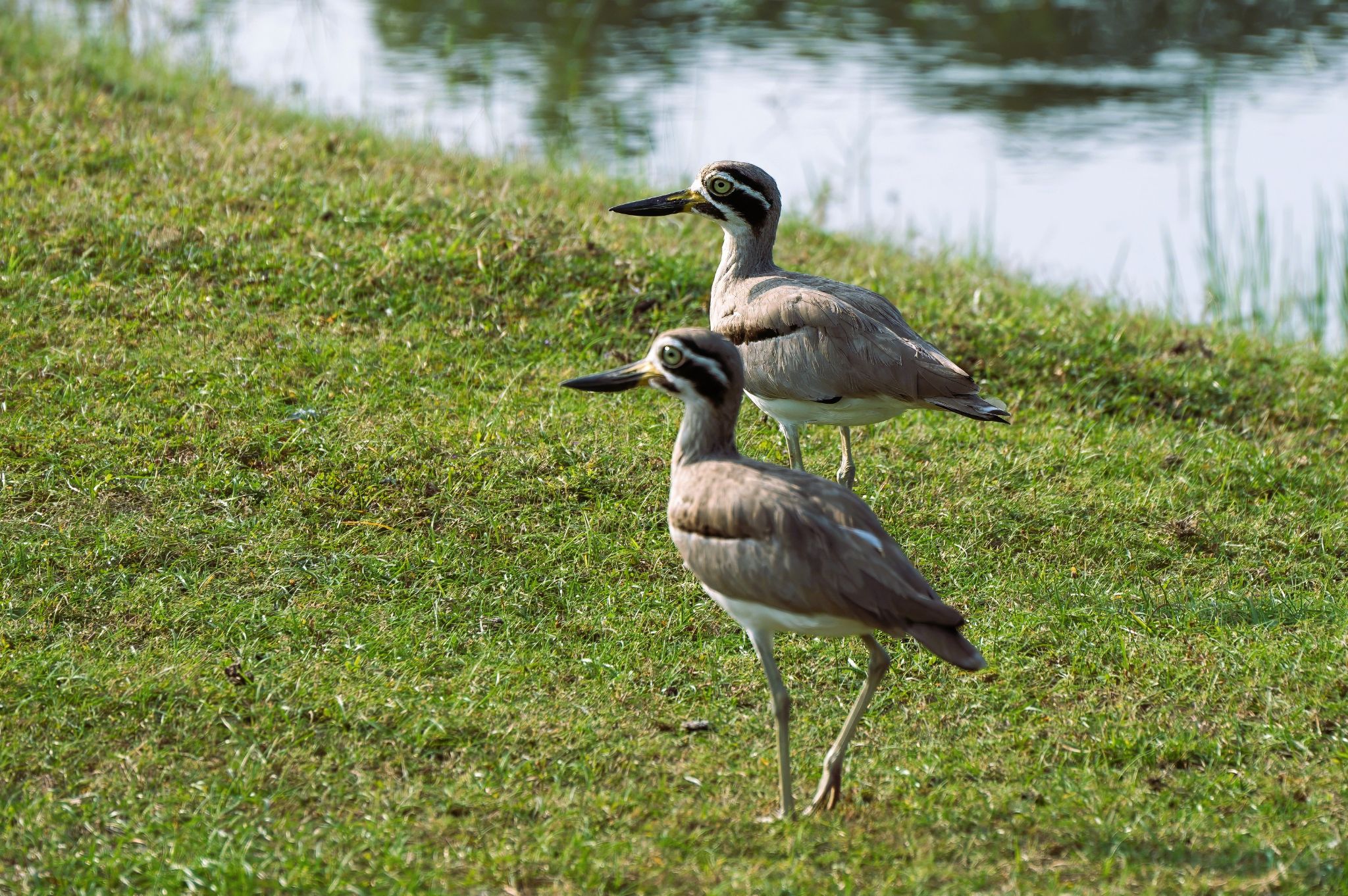 Dickknie Großer Brachvogel