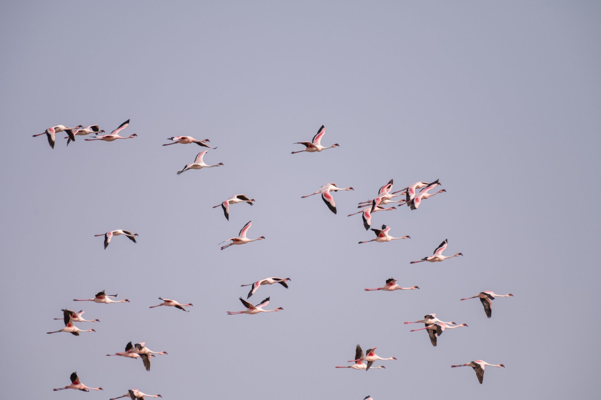 Flamingos im Flug