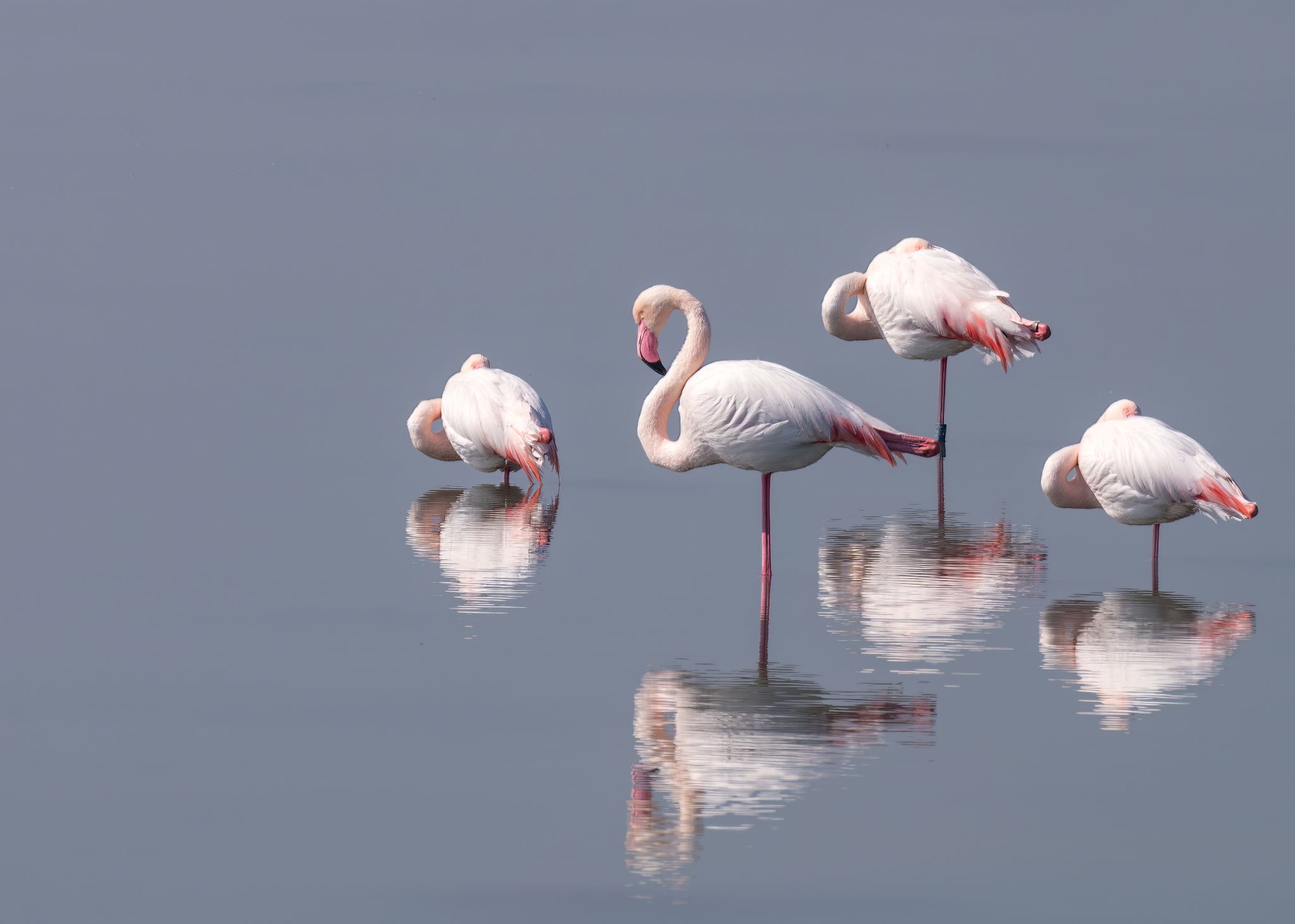Flamingos