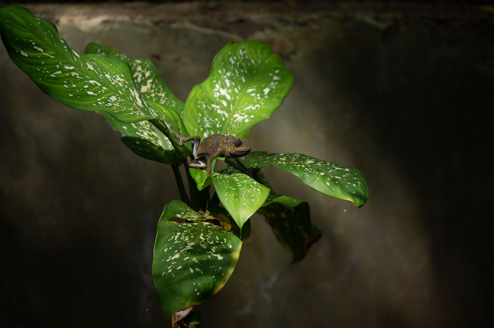 Flap necked chameleon 1