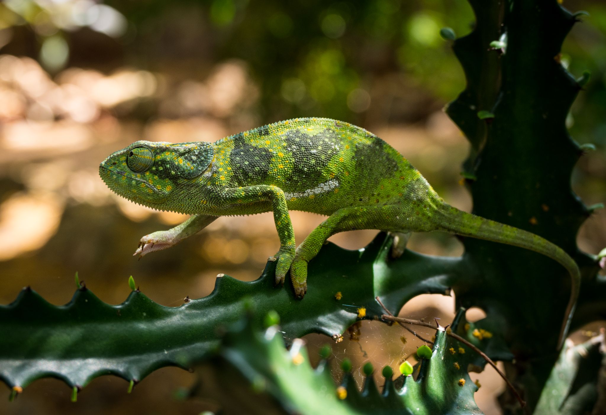 Flap necked chameleon 3