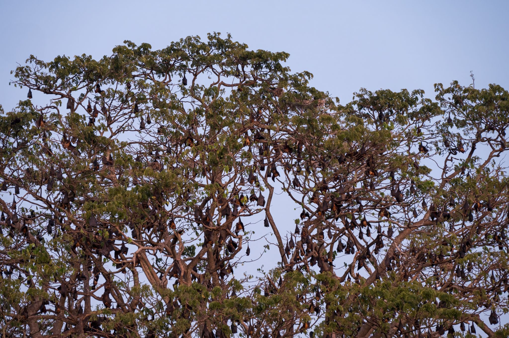 Flughunde Flying Fox