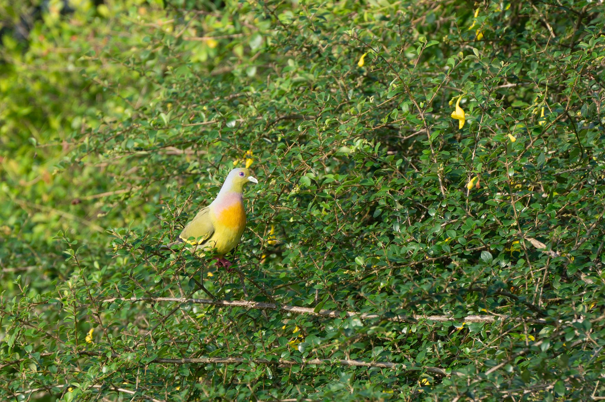 Frühlingsgrüntaube Pink necked green pigon