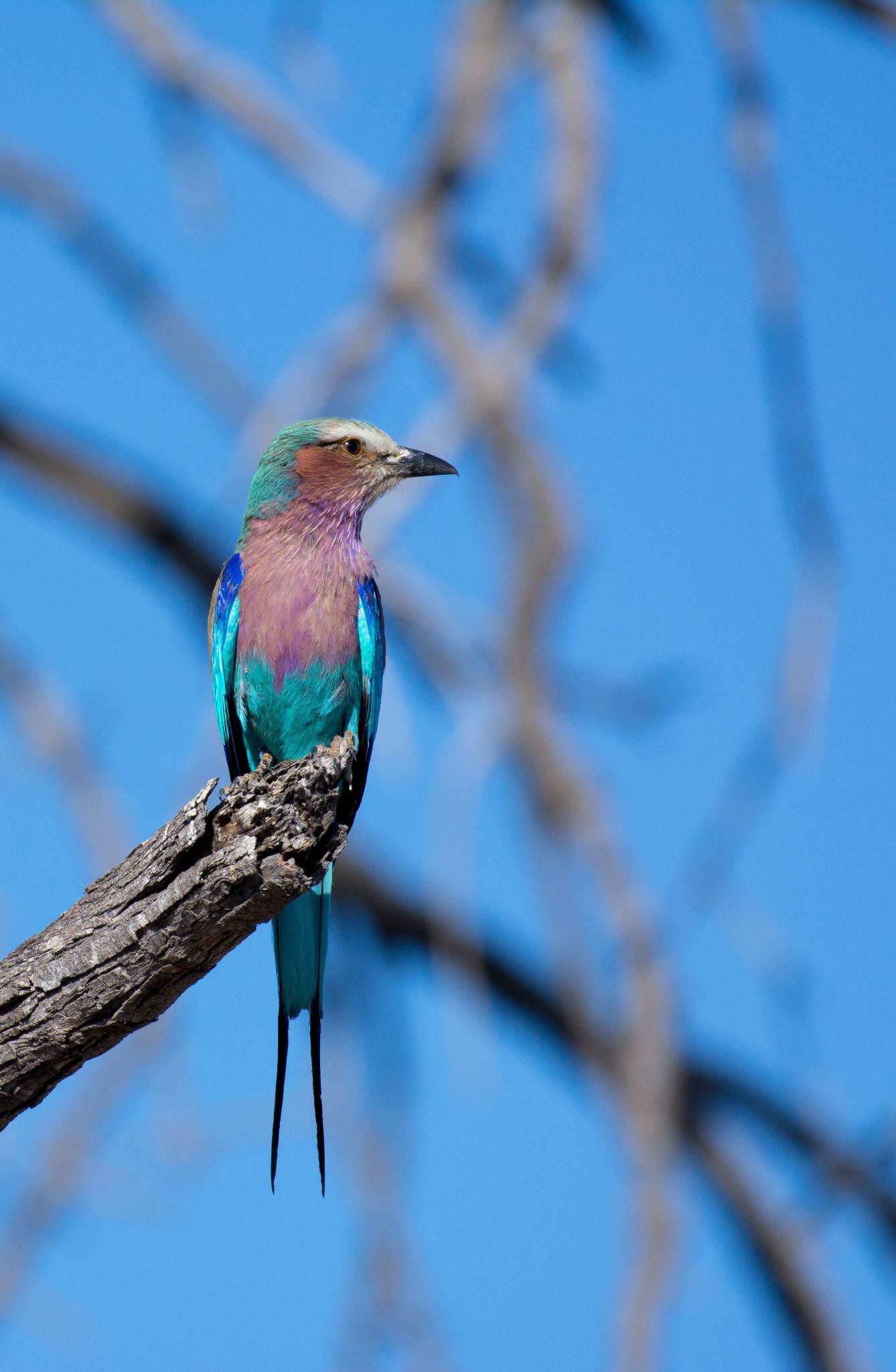 Gabelschwanz Racke Lilac breasted roller (Coracias caudatus)