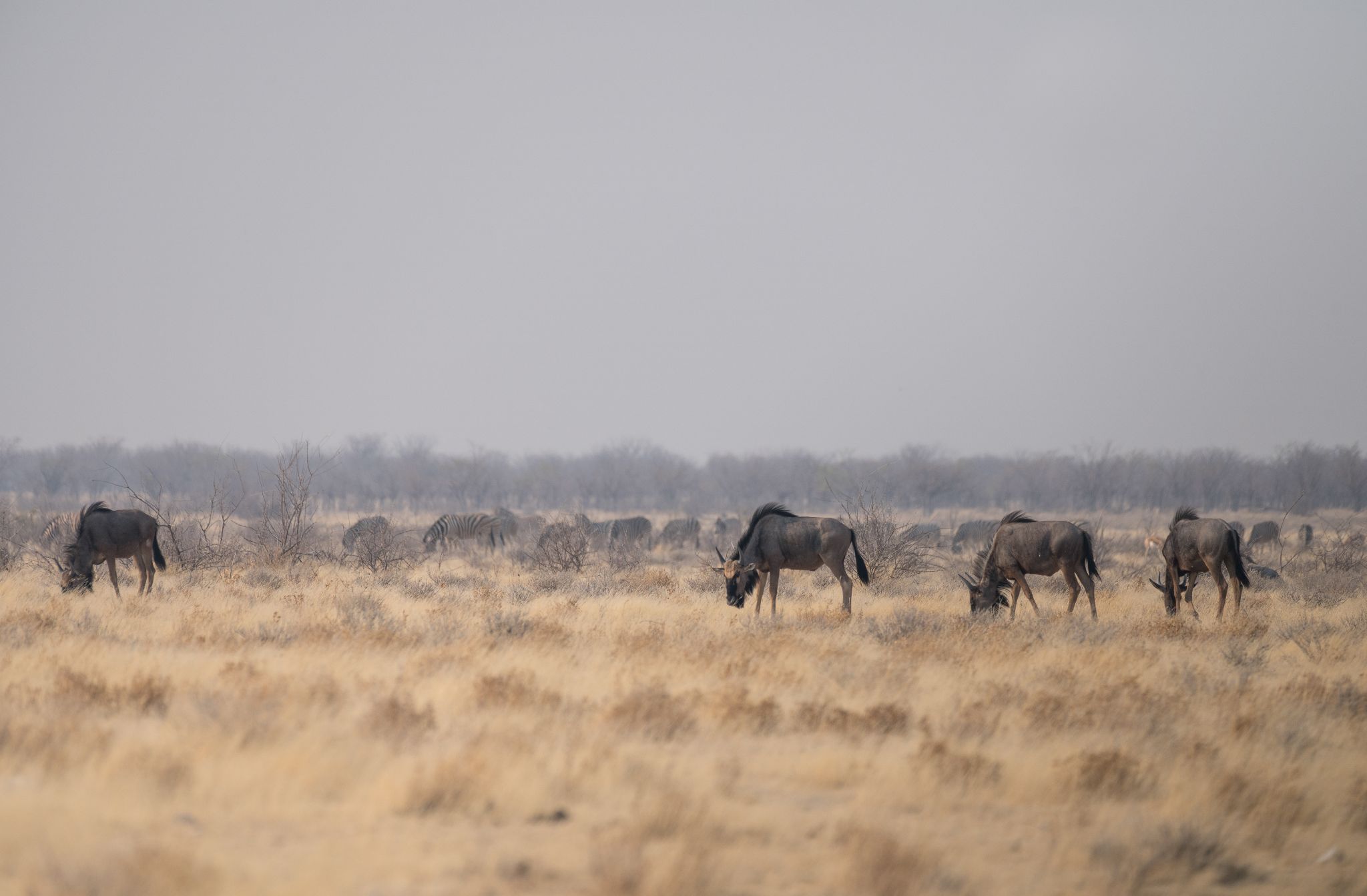 Gnus Etosha Pan NP