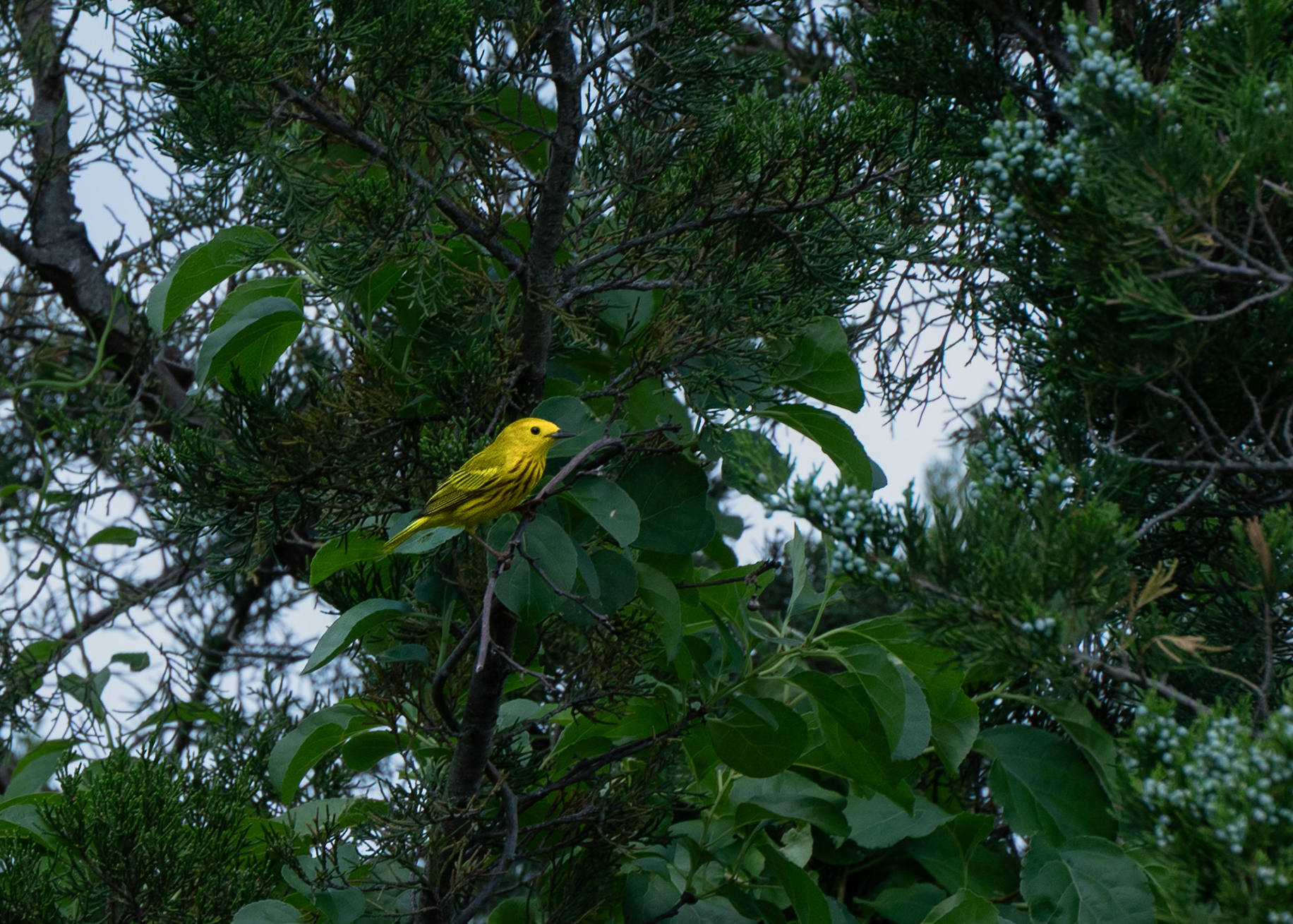 Goldwaldsänger Setophaga petechia