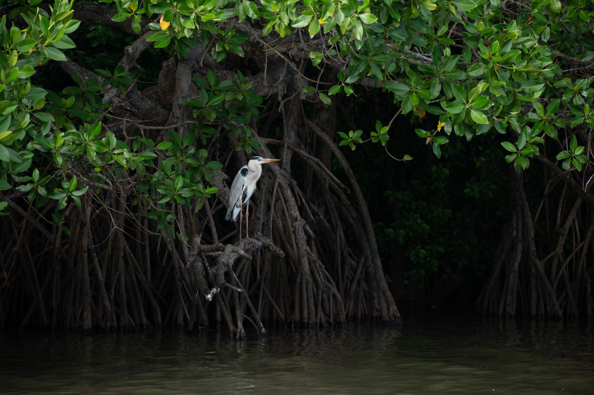 Graureiher im Mangrovenwald