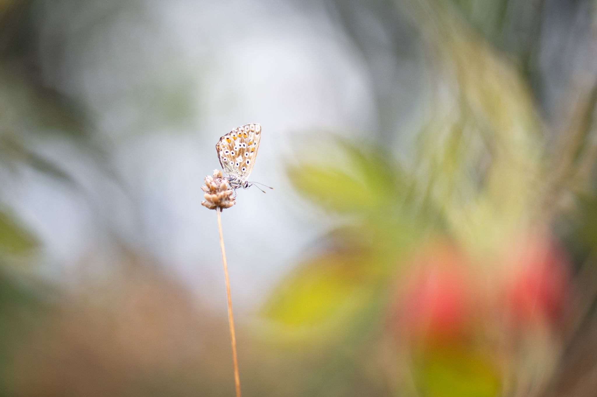Heuhechel Bläuling (Polyommatus icarus) 2