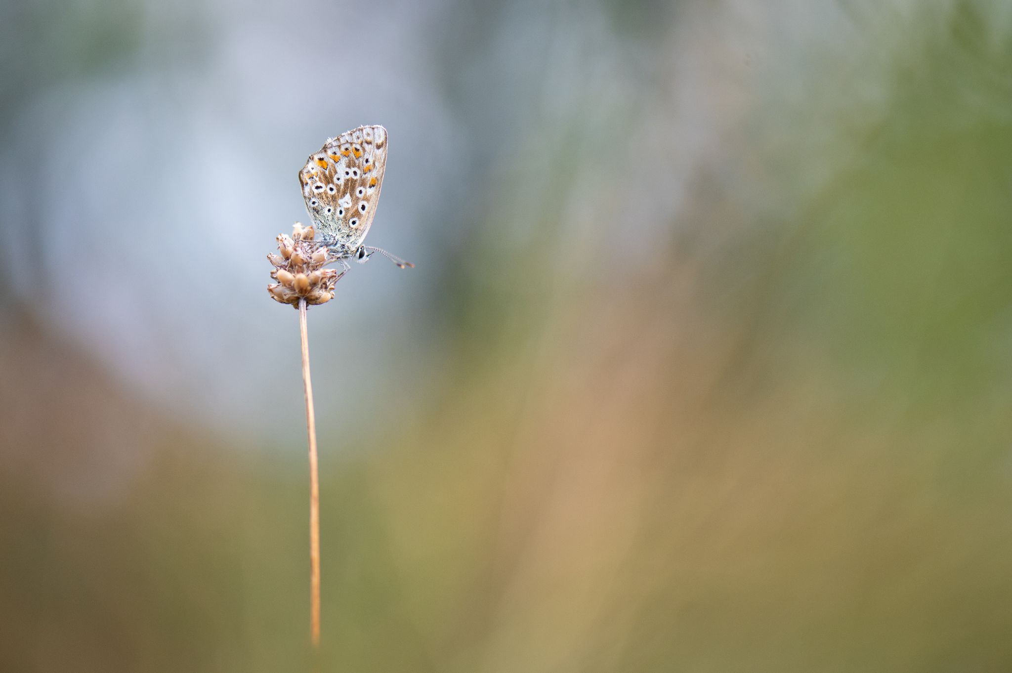 Heuhechelbläuling 3
