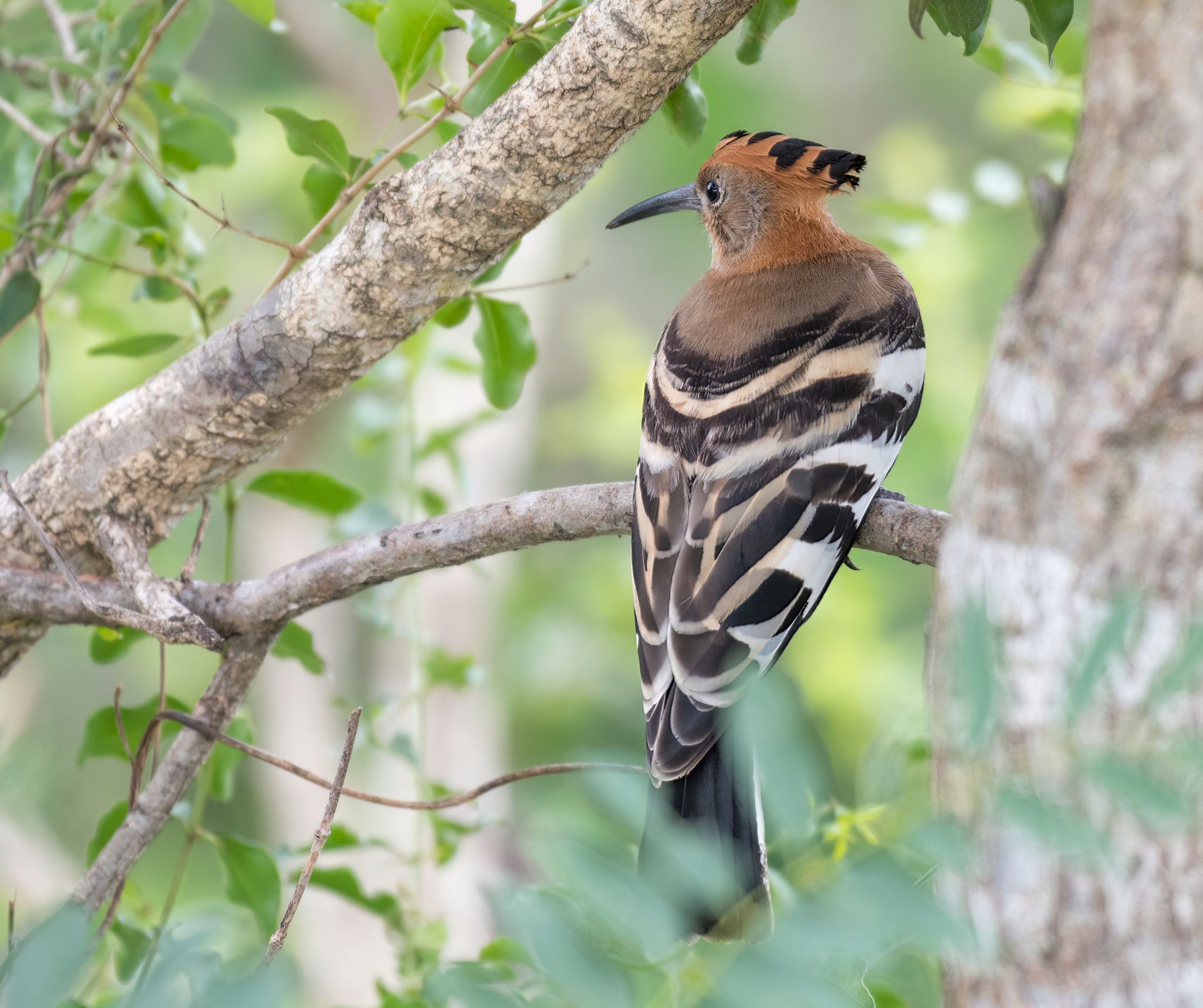 Hoopoe Wiedehopf